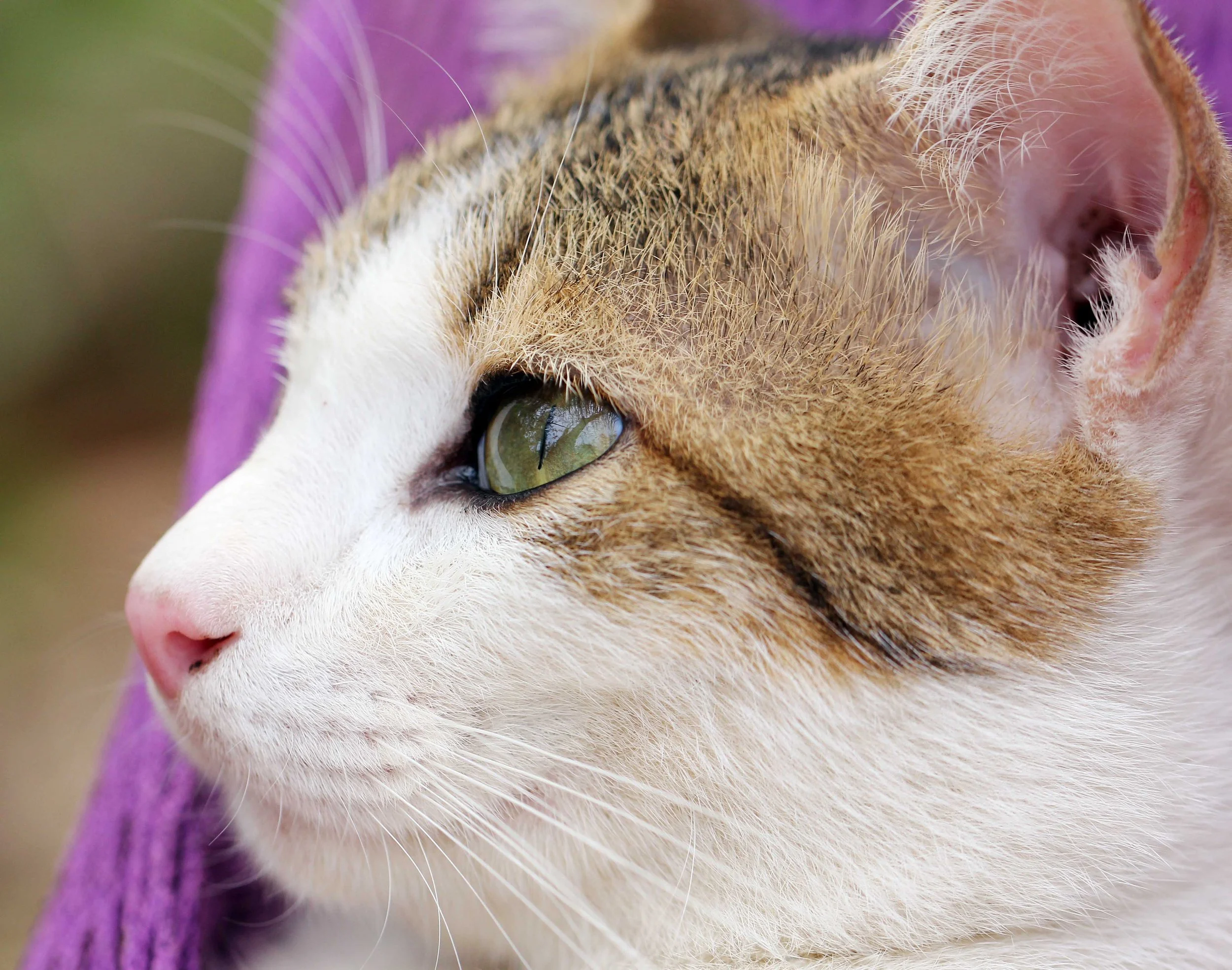 2015 Koh Lanta Songkran with friends from ISB (367).JPG