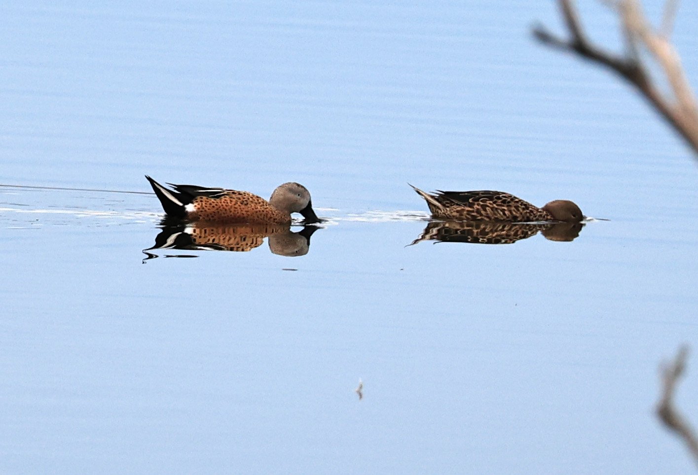 Red Shoveler (Spatula platalea) 