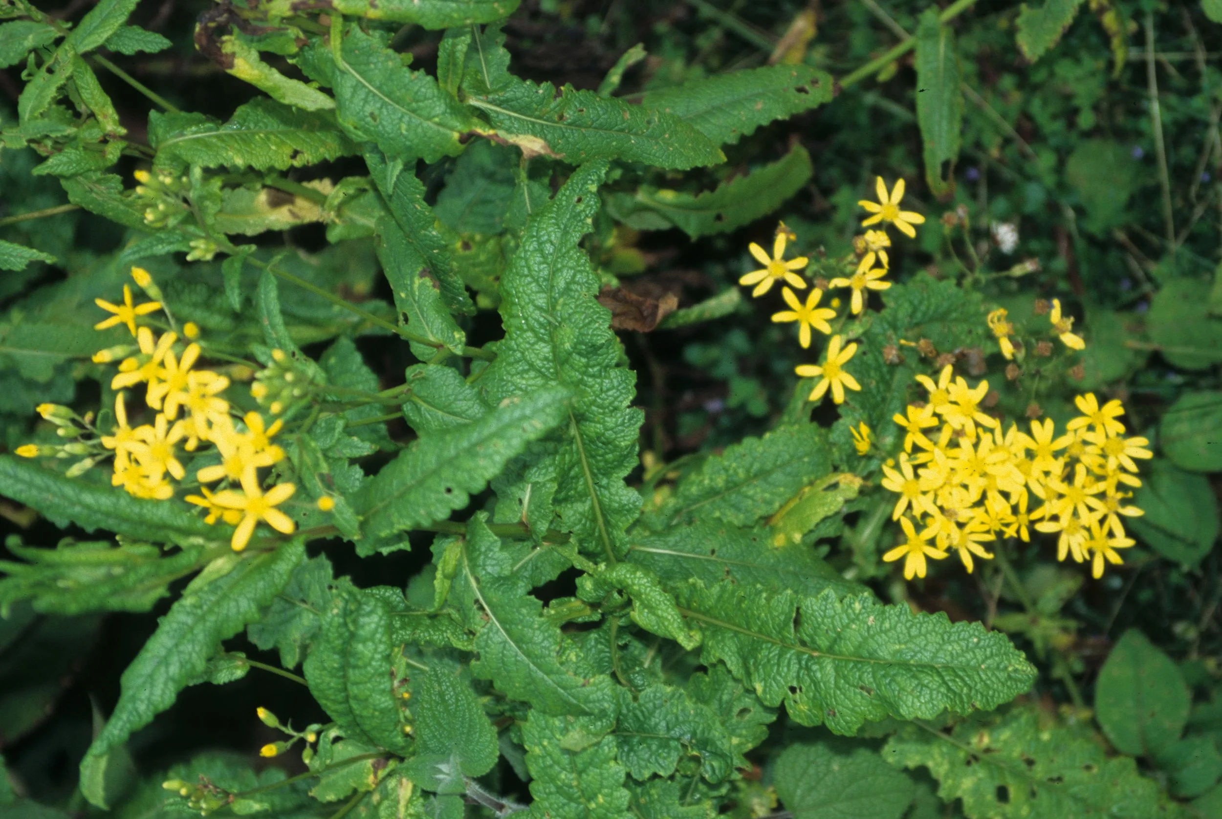 RWANDA - PLANTS - SCENECIO SPECIES.jpg