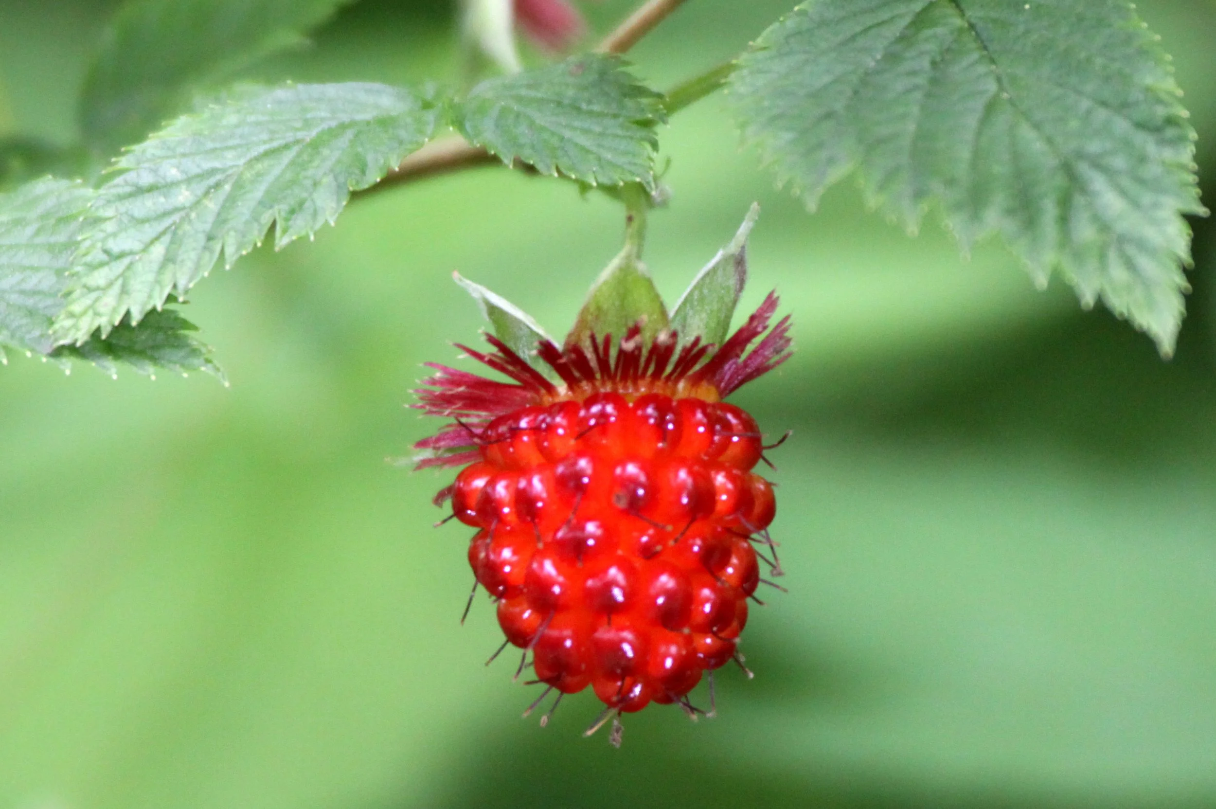 ROSACEAE - SALMON BERRY - THOMPSON SOUND BC (5).JPG