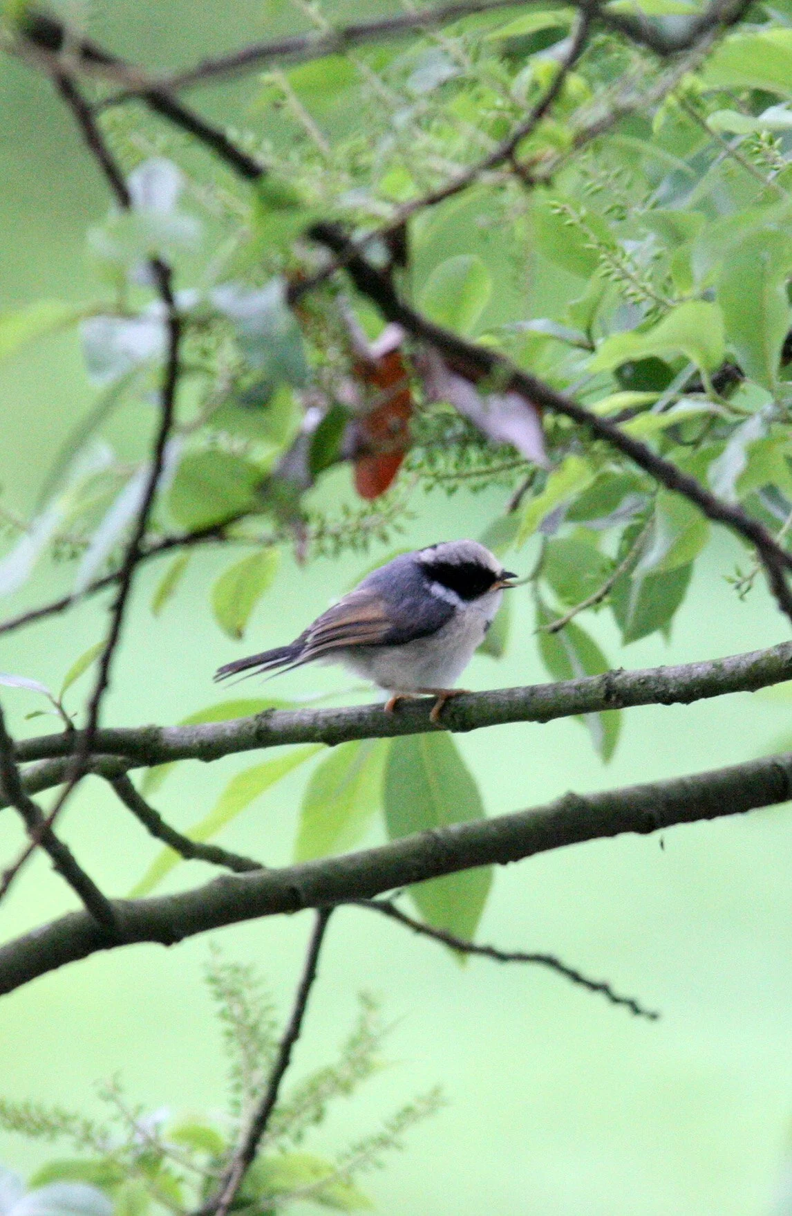 Black-throated Bushtit (Aegithalos concinnus) Hongcun Village, Anhui China (13).JPG