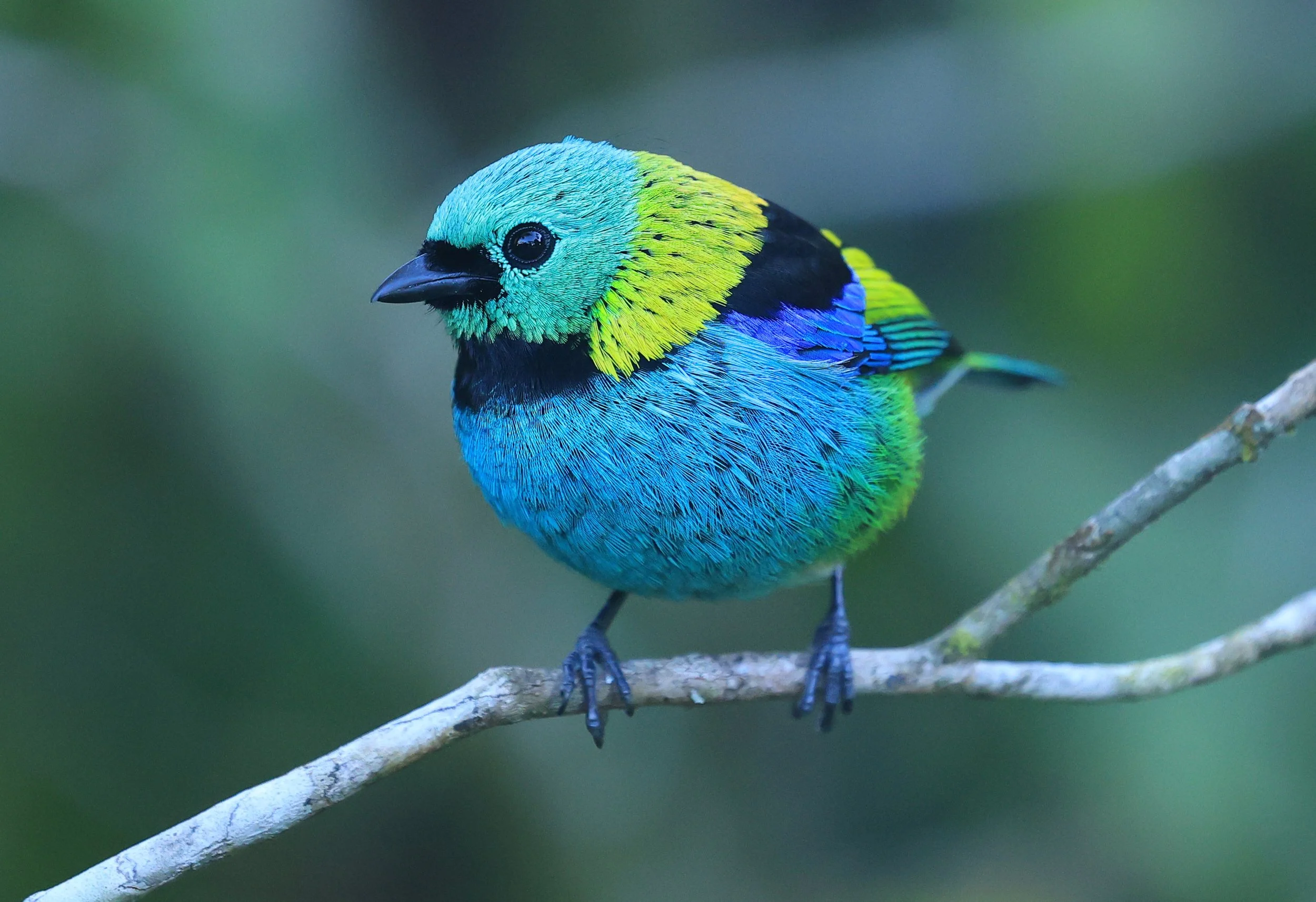 Green-headed Tanager (Tangara seledon)  Superagui National Park, Brazil (216).jpg