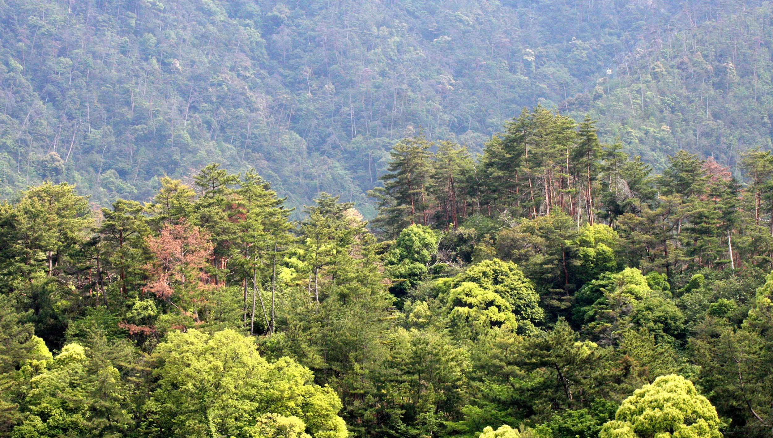 MIYAJIMA - MAY 2009 - SCENES AND LANDSCAPES (11).JPG