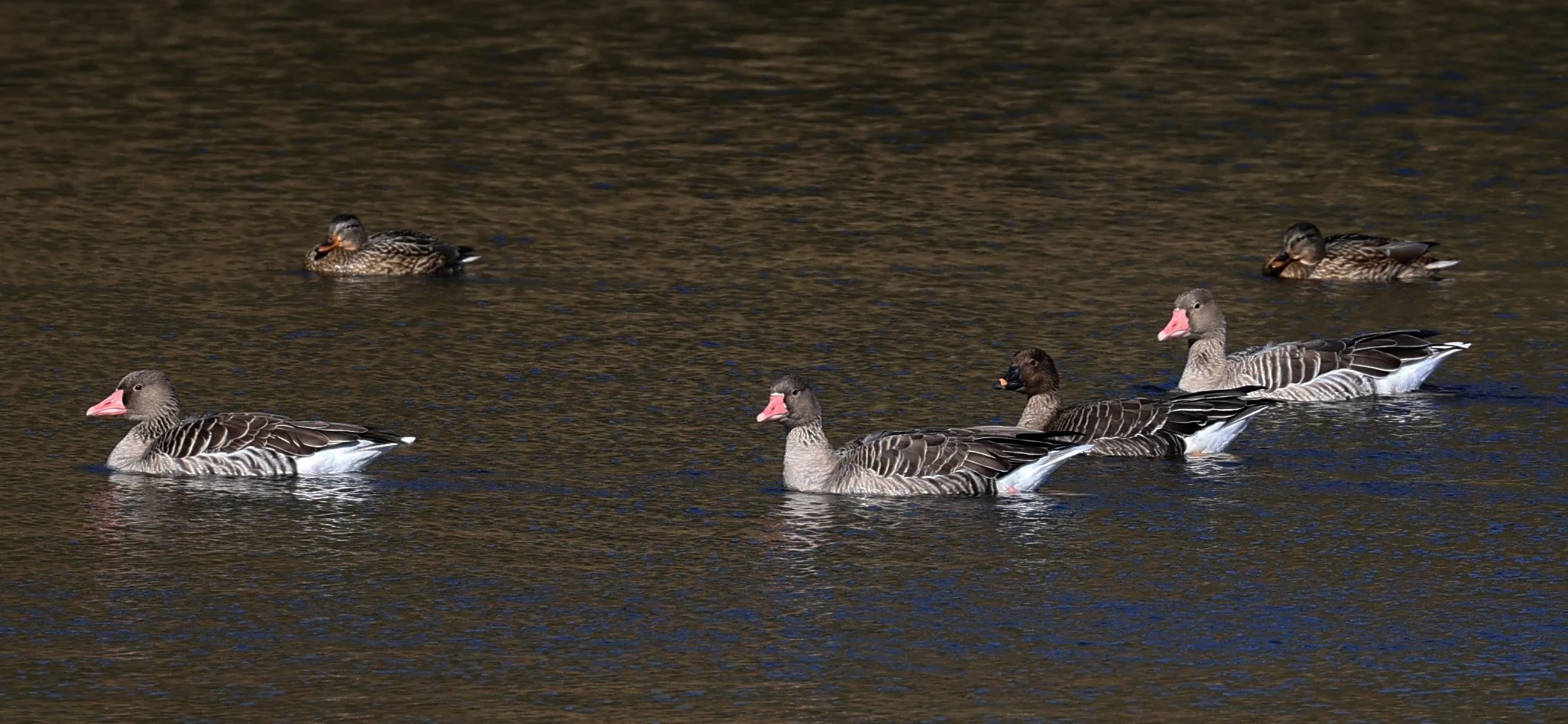 Greylag Goose (Anser anser) & Bean Goose - Shimotonda Sadowaracho Birding Ponds Miyazaki Kyushu Japan (11).jpg