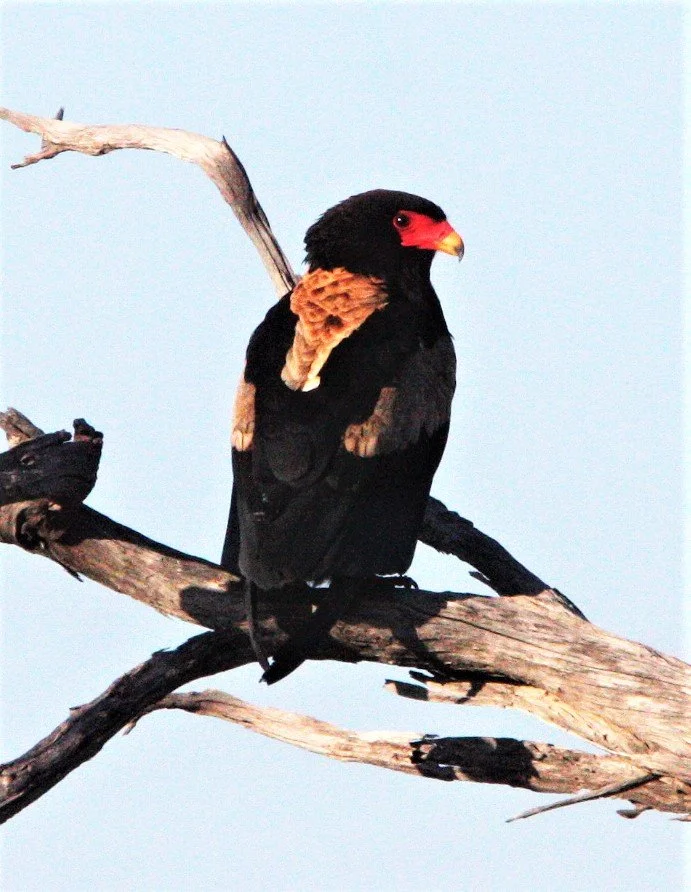 Terathopius ecaudatus - BATELEUR - KHWAI CAMP OKAVANGO BOTSWANA aa2.jpg