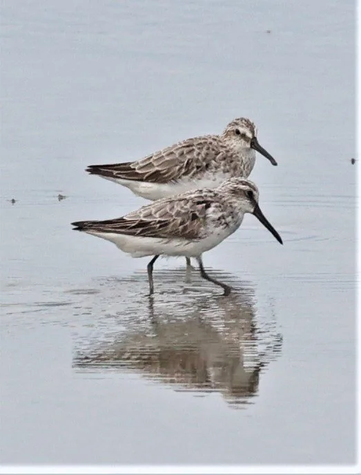 SANDPIPER - BROADBILL SANDPIPER - Calidris falcinellus - PAK THALE PETCHABURI 11 SEPTEMBER 2021 (17).jpg