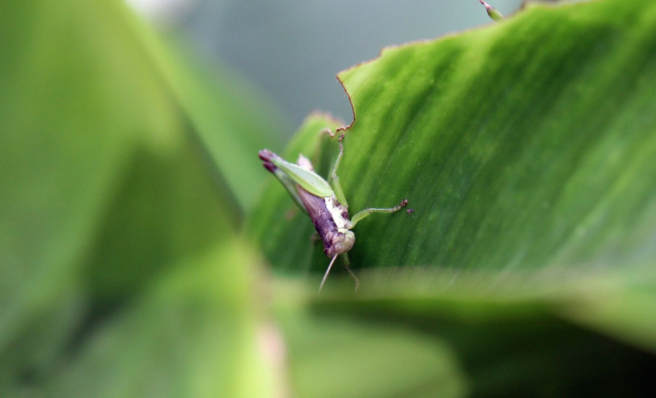Acrididae - Species 29 - Nonthaburi, Thailand
