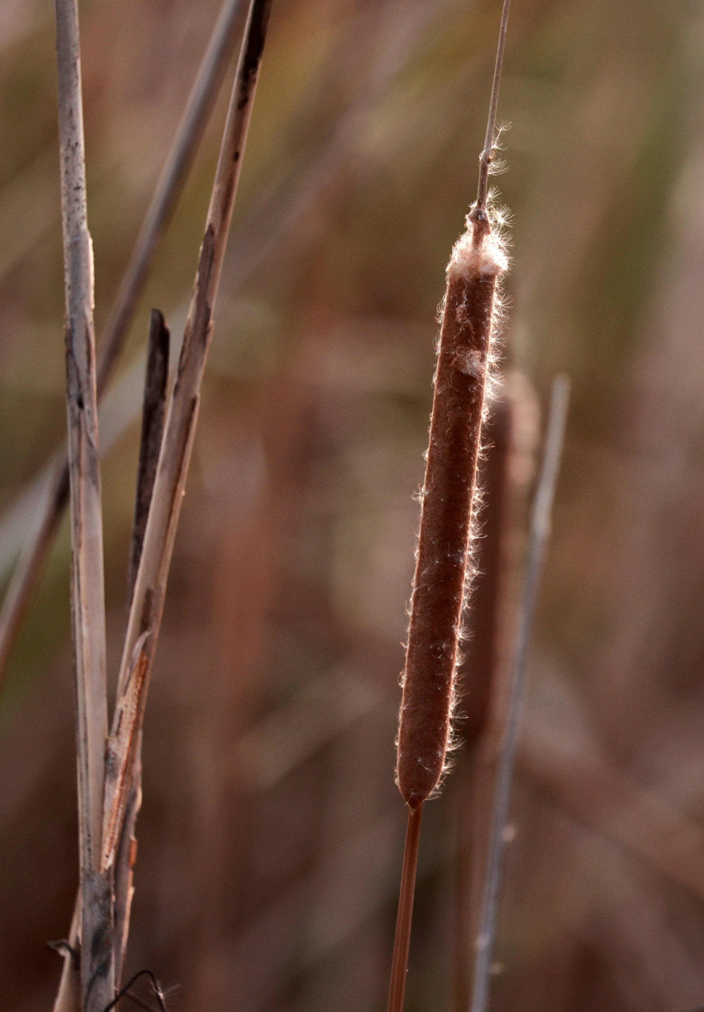 Khao Sam Roi Yod NP, Thailand (1).jpg