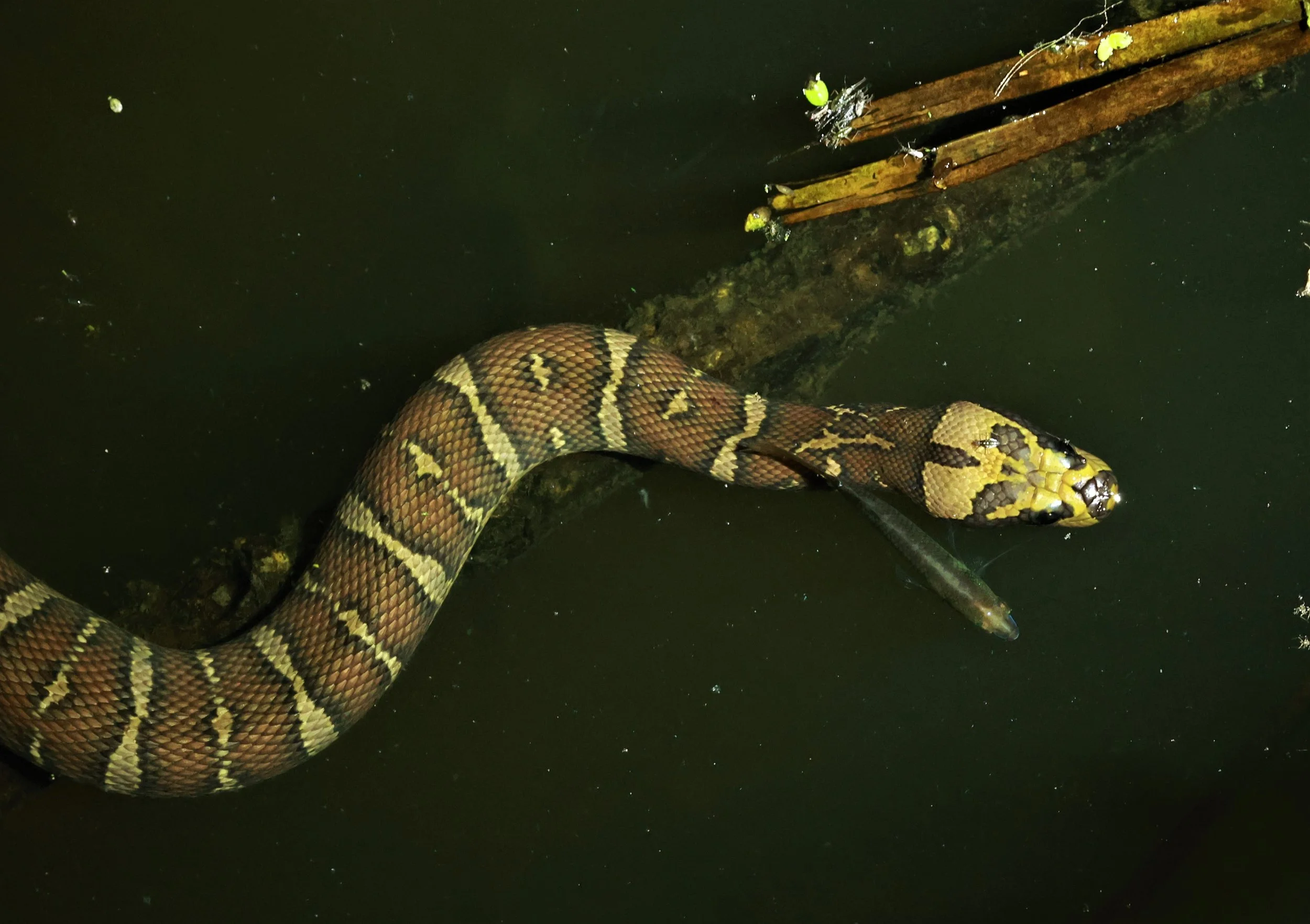 Homalopsis mereljcox - Cox's Mud Snake - PRAWET BANGKOK MARCH 2023 (7).jpg
