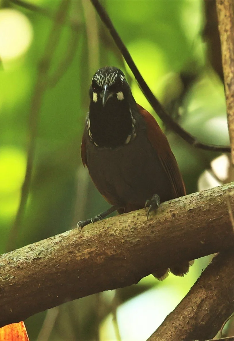 BABBLER- BLACK-THROATED BABBLER - Stachyris nigricollis - KRUNG CHING, KHAO LUANG NP NST, APRIL 2022 (67).jpg