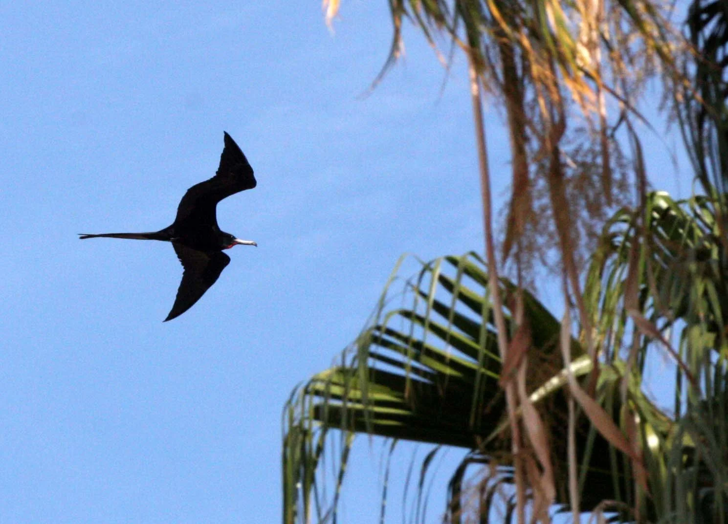 Magnificent Frigatebird (Fregata magnificens) Isla Santa Catalina, Baja Mexico (2).JPG