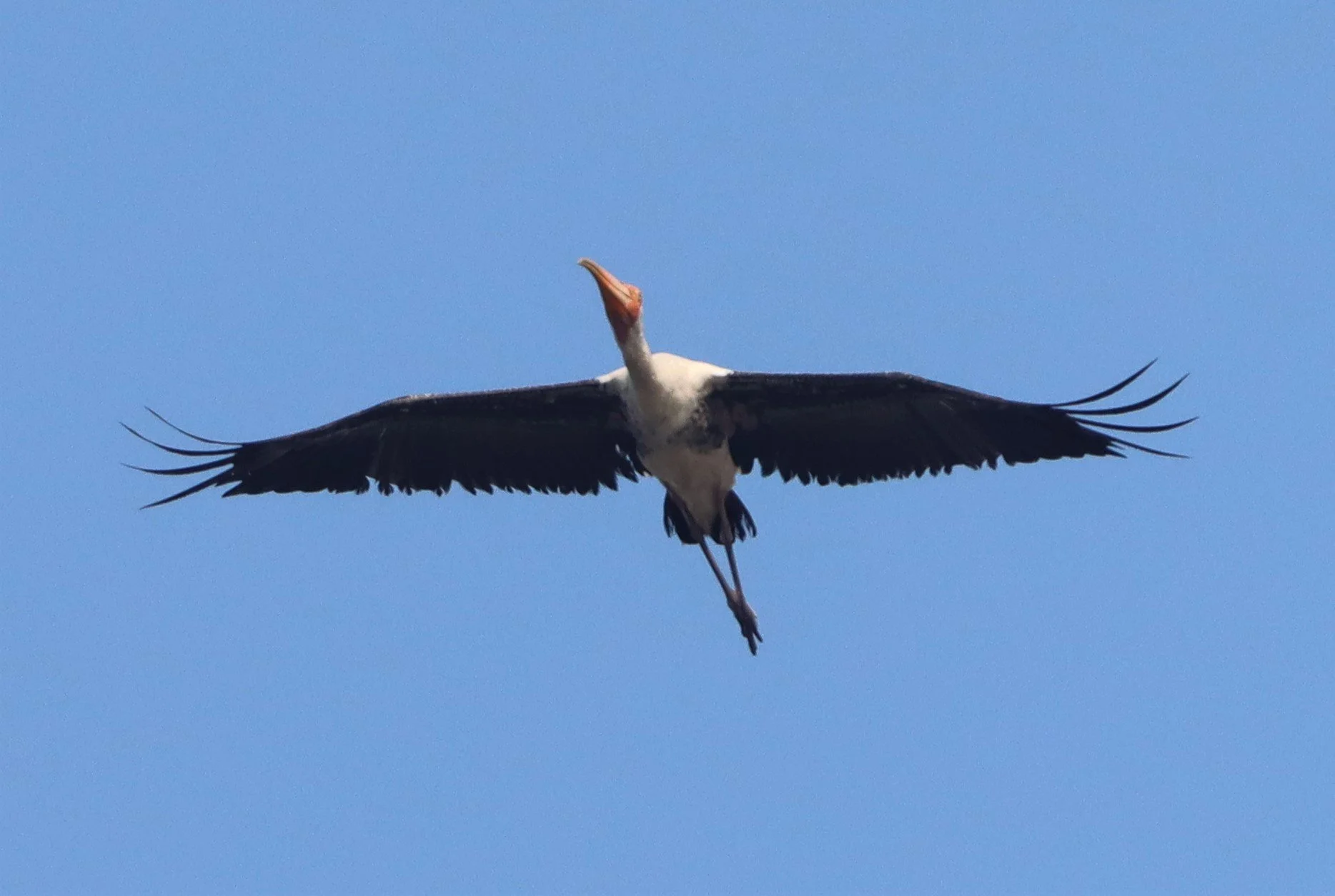 STORK - PAINTED STORK - Mycteria leucocephala - Bang Pakong, Chachoengsao (2).jpg
