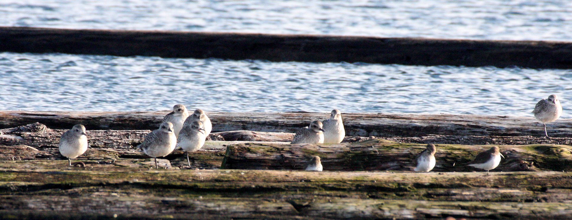 BIRD - PLOVER - BLACK-BELLIED PLOVER - PA HARBOR (5).JPG