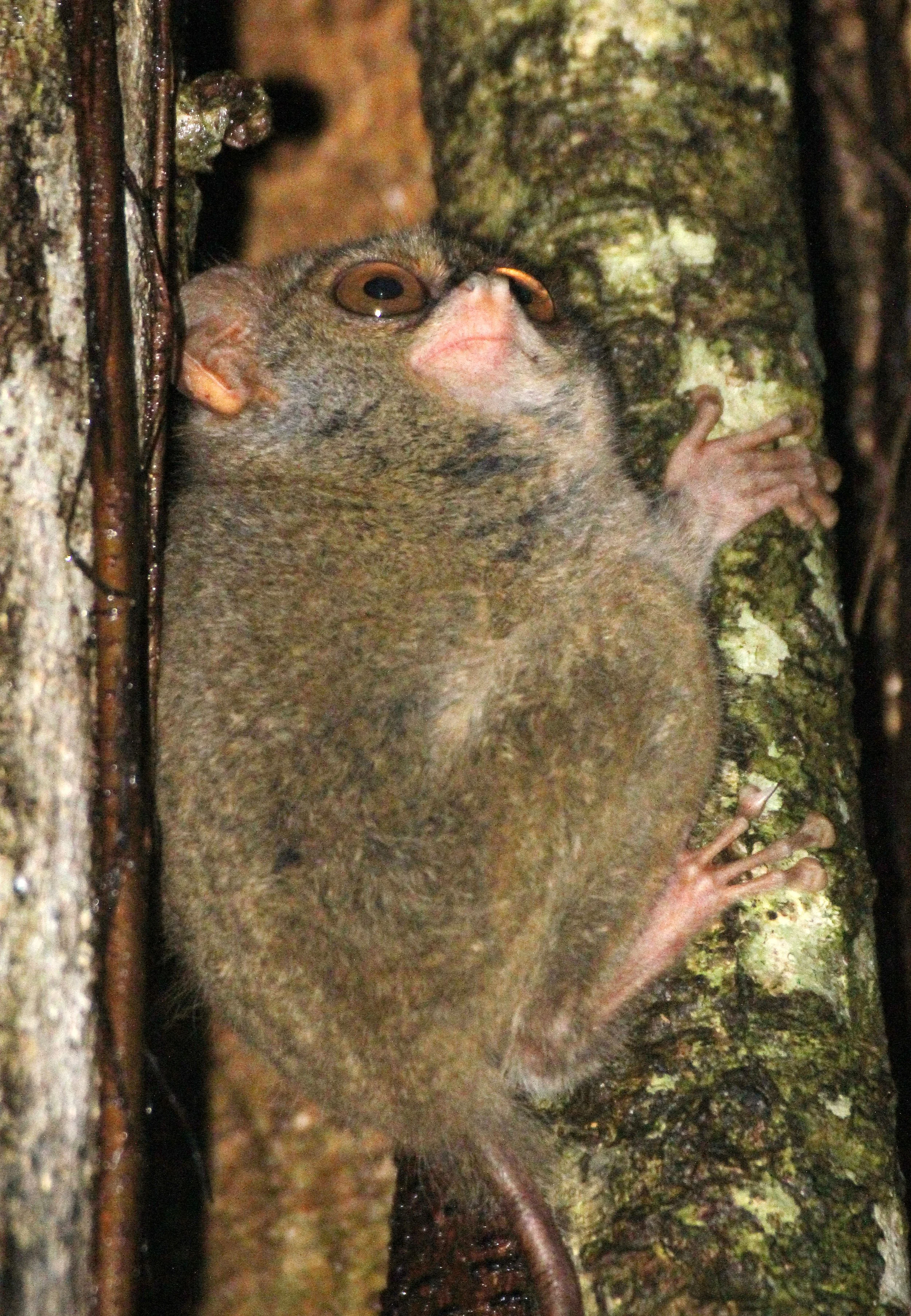 TARSIIDAE - Tarsius tarsier - SELAYAR (SPECTRAL) TARSIER - TANGKOKO NATIONAL PARK SULAWESI INDONESIA (74).JPG