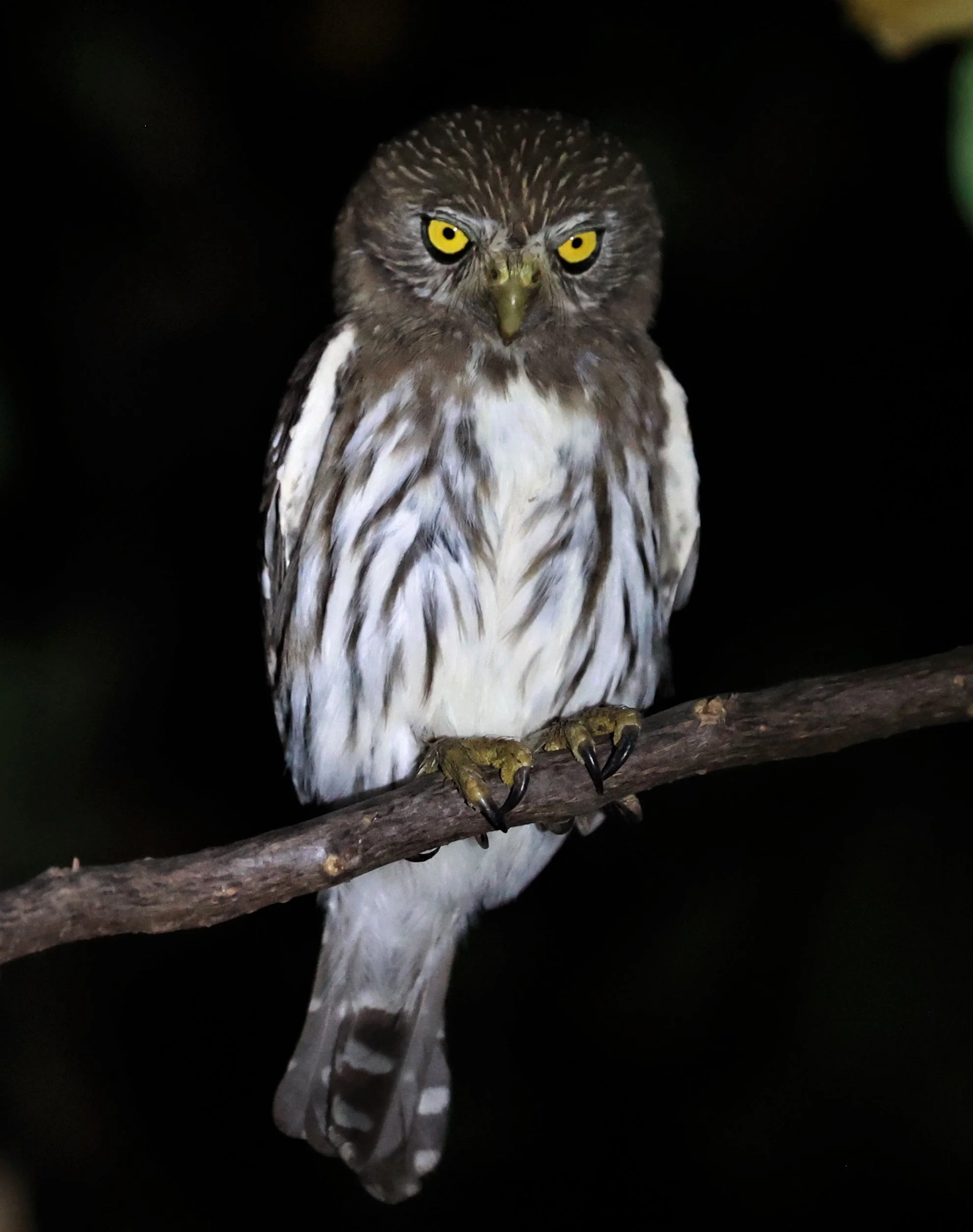 Owl - Ferruginous Pygmy Owl - Glaucidium brasilianum - Pousada Aguape - Fazenda São José Zona Rural, Aquidauana, Mato Grosso do Sul, Brazil (29).JPG