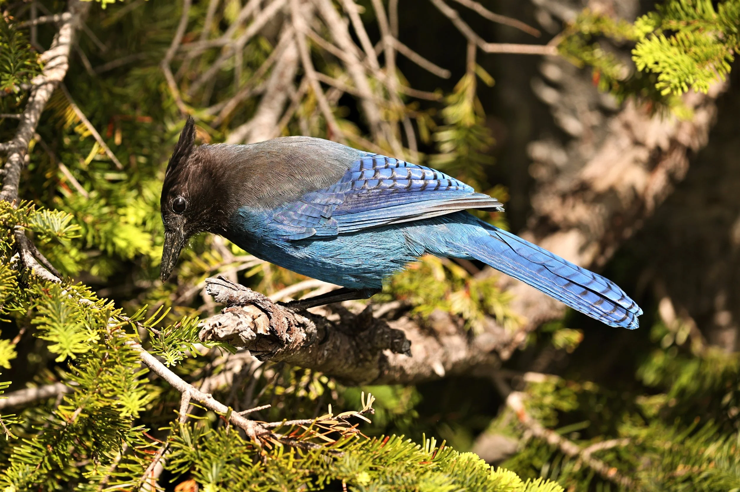 Cyanocitta stelleri - STELLER'S JAY - MOUNT RAINIER NATIONAL PARK WASHINGTON (13).jpg