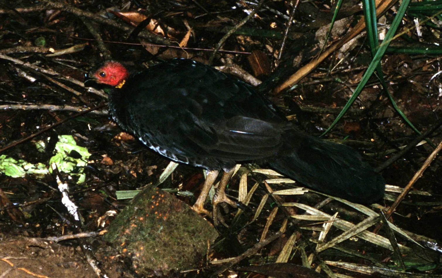 BIRD - AUSTRALIAN BRUSH TURKEY - DAINTREE RAINFOREST A2.jpg
