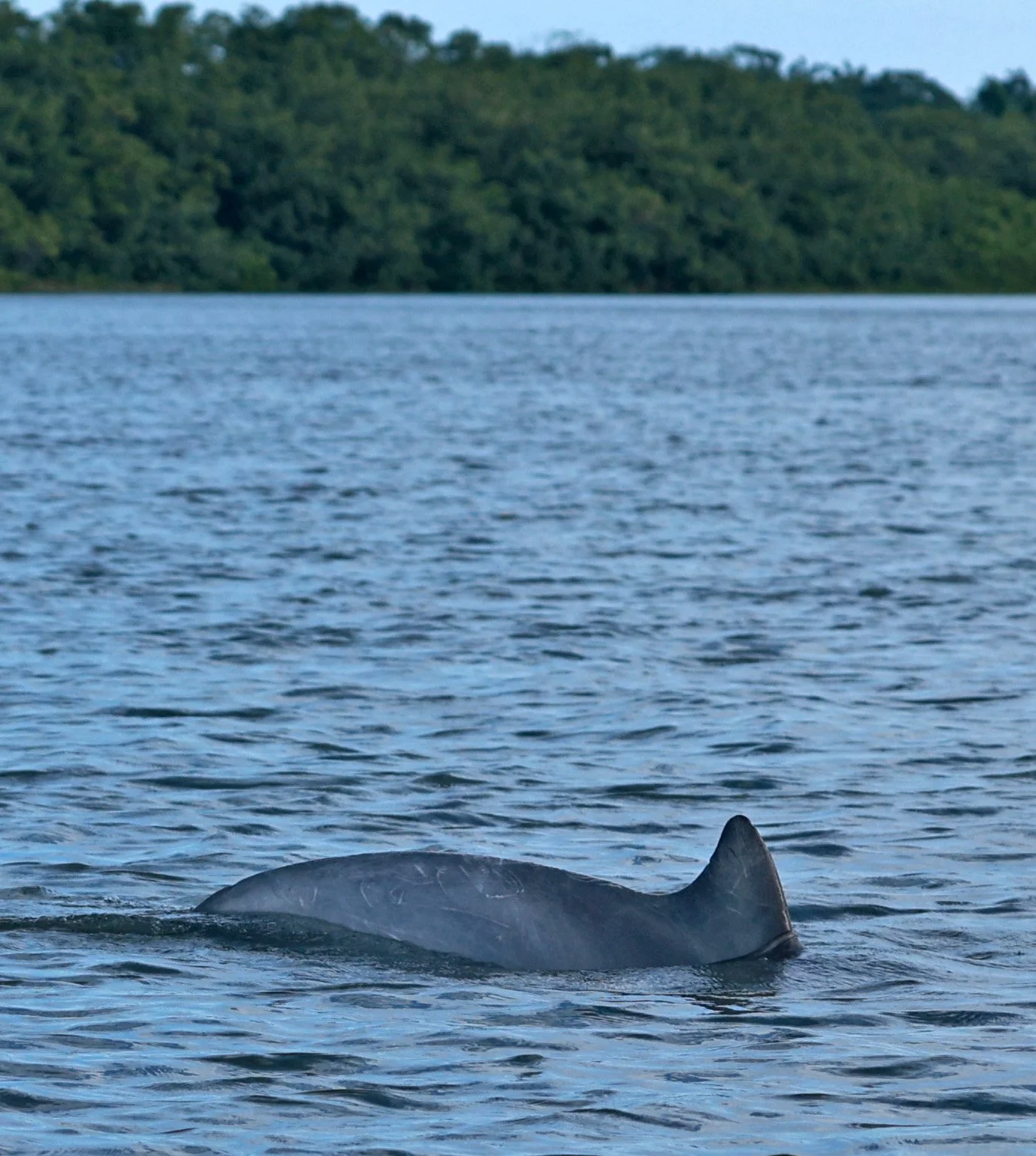 Guiana Dolphin (Sotalia guianensis) Superagüi National Park, Brazil (33).jpg