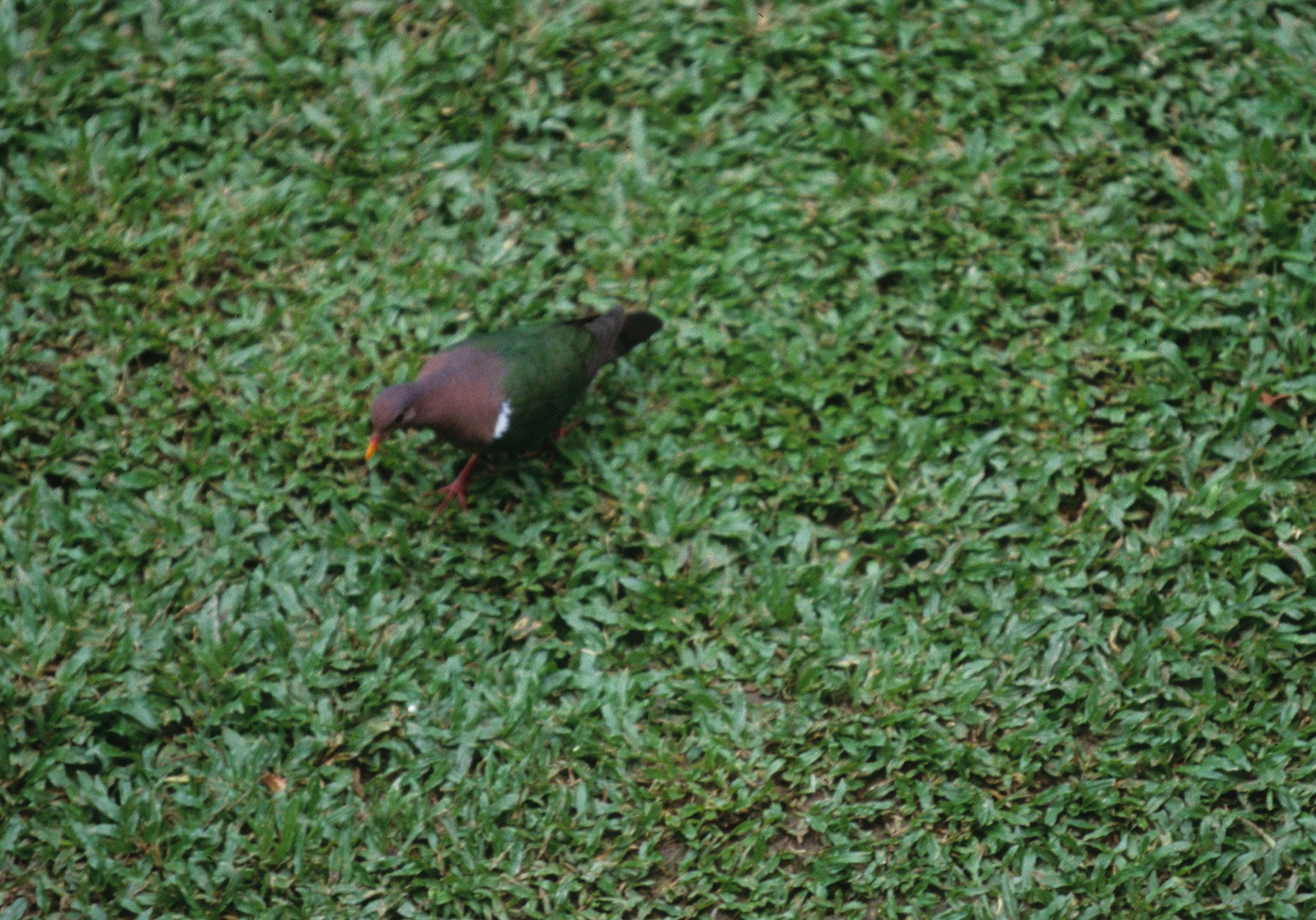 BIRD - DOVE SPECIES B - DAINTREE AUSTRALIA.jpg