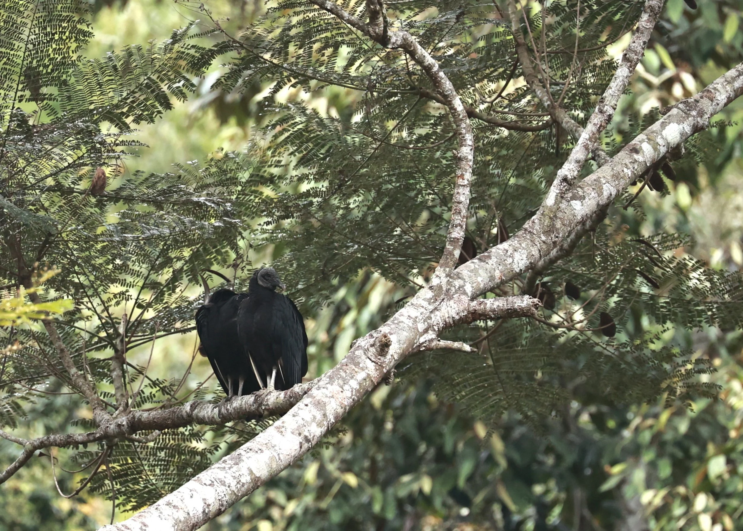 Vulture - Black Vulture - Coragyps atratus - Feliciano Miguel Abdala Reserve (Caratinga Biological Reserve), ES (2).JPG