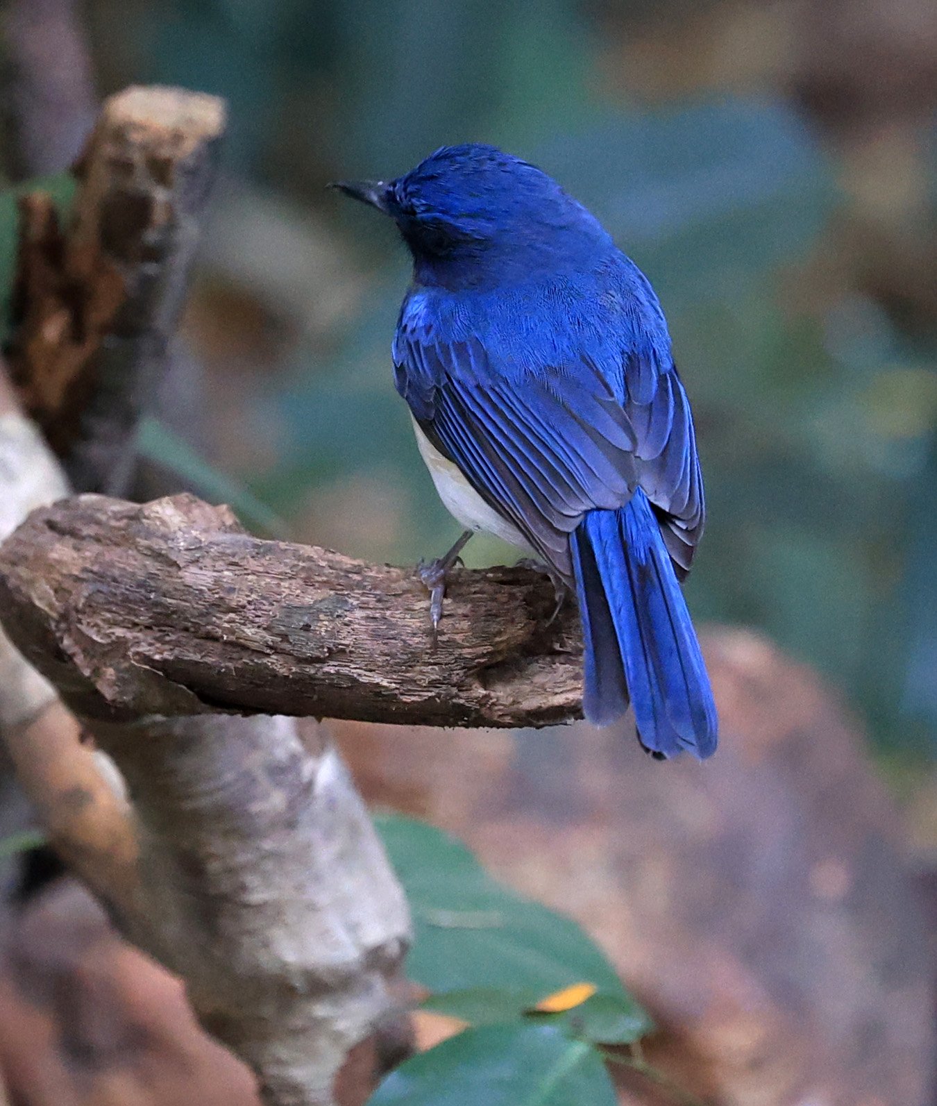 Indochinese Blue Flycatcher (Cyornis sumatrensis) Kaeng Krachan National Park ESS Expedition 2026 (49).jpg