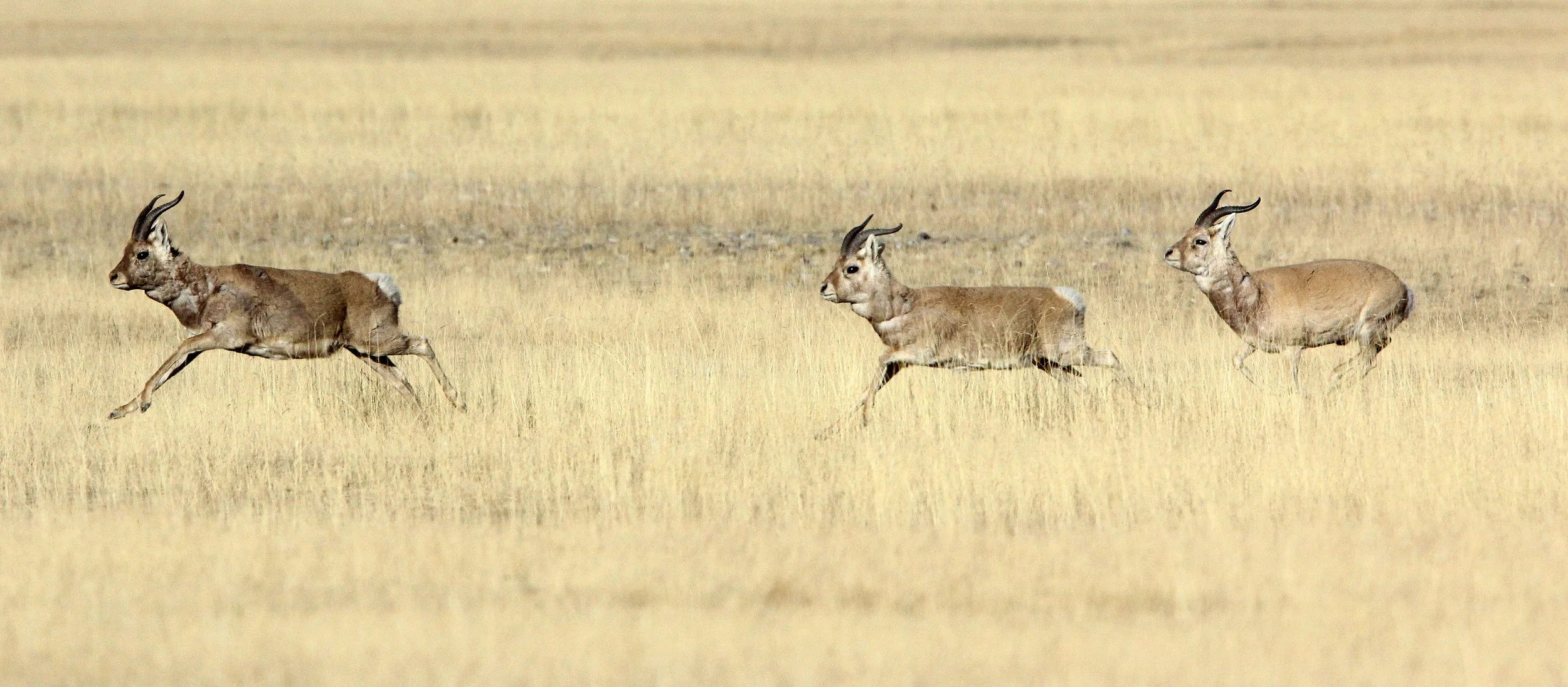 GAZELLE - PRZEWALSKI'S GAZELLE - Procapra przewalskii - QINGHAI LAKE CHINA (109).JPG