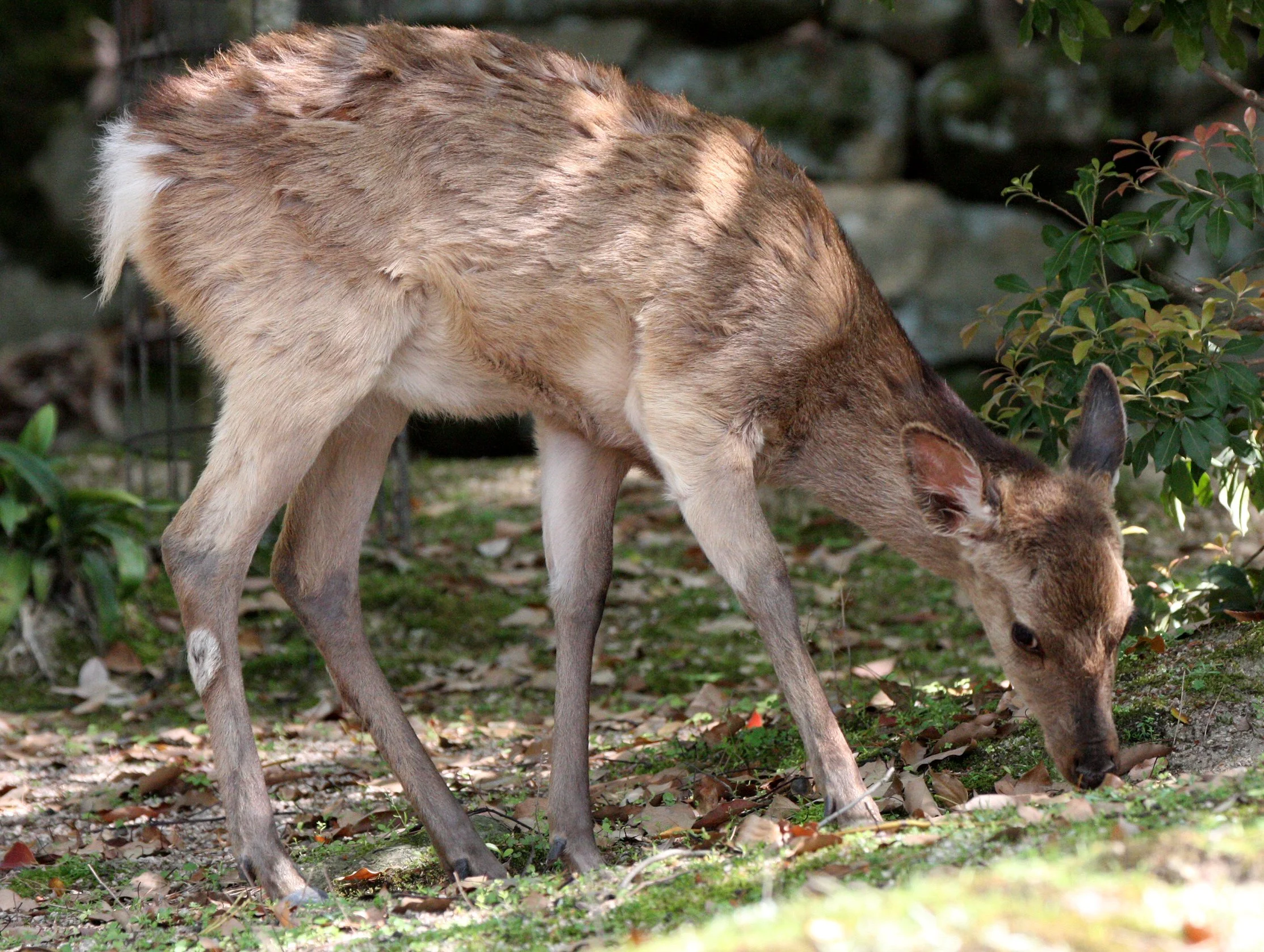 CERVID - DEER - SIKA DEER - JAPANESE SIKA DEER - CERVUS NIPPON NIPPON - MIYAJIMA ISLAND JAPAN (19).JPG