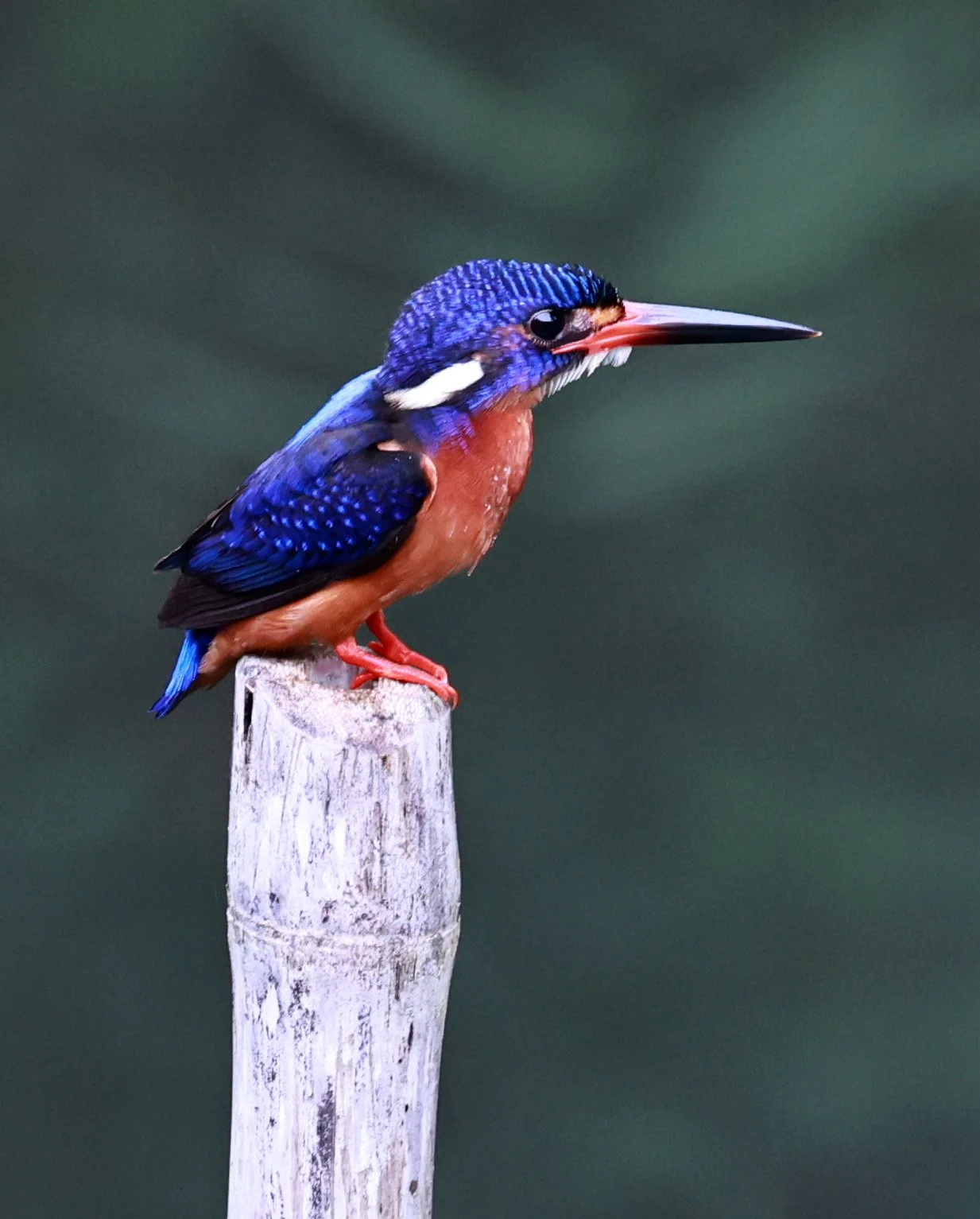 lue-eared kingfisher - Alcedo meninting - Hala Bala National Wildlife Sanctuary Thailand