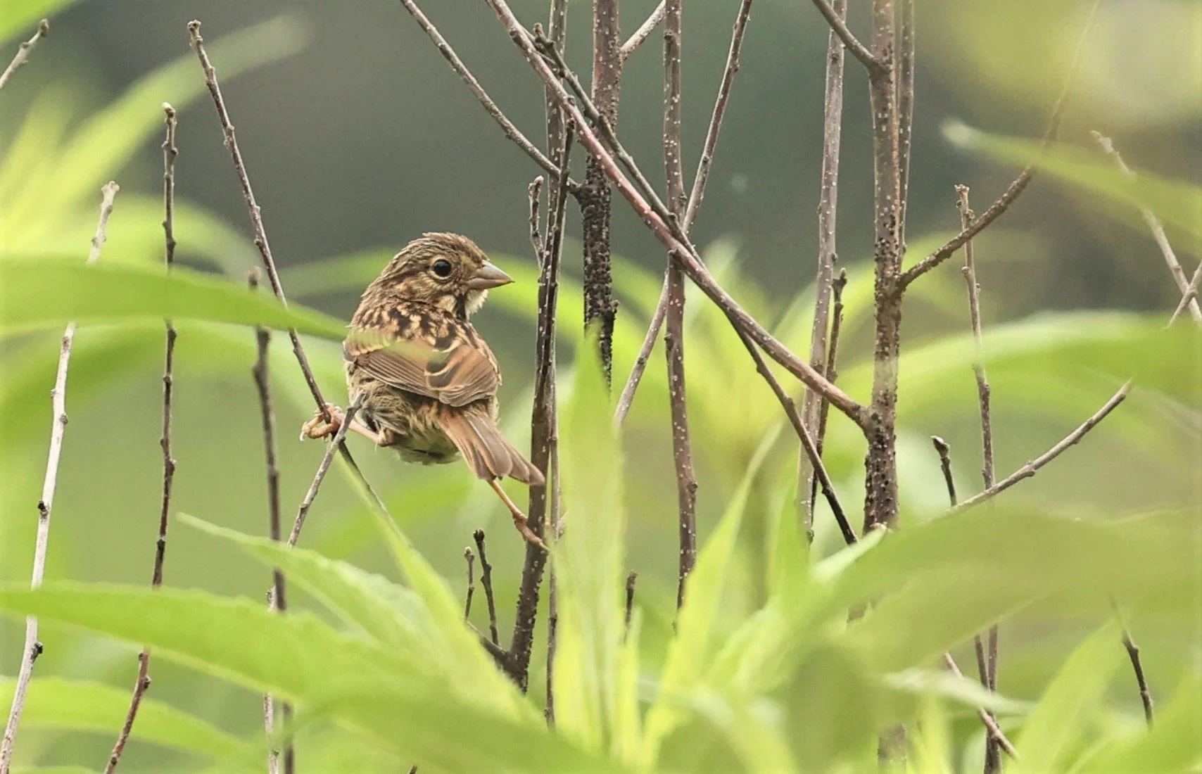 Savannah Sparrow (Passerculus sandwichensis) Lincoln Marsh Wheaton Illinois (4).jpg