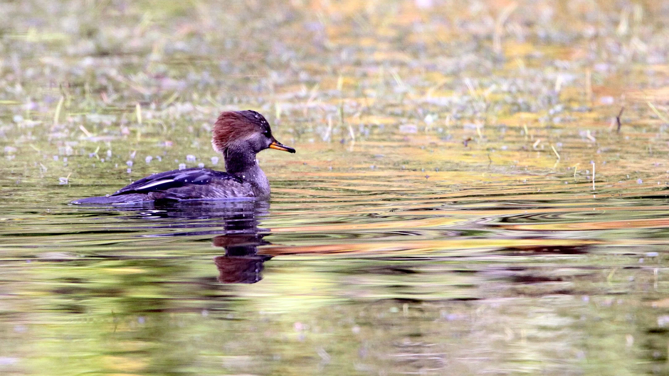 MERGANSER - HOODED MERGANSER - Lophodytes cucullatus - HOH RAINFOREST OLYMPIC PENINSULA WASHINGTON (2).JPG