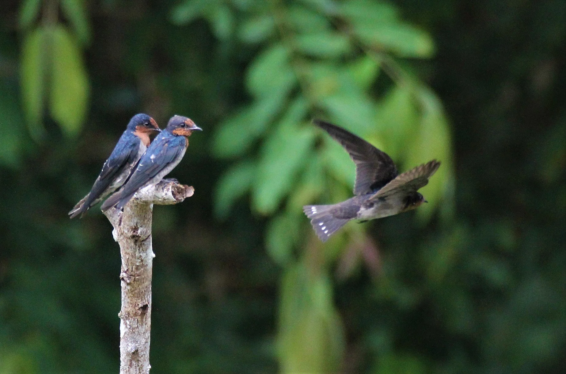 Barn Swallow (Hirundo rustica) Ao Phang Nga NP Thailand (3).jpg