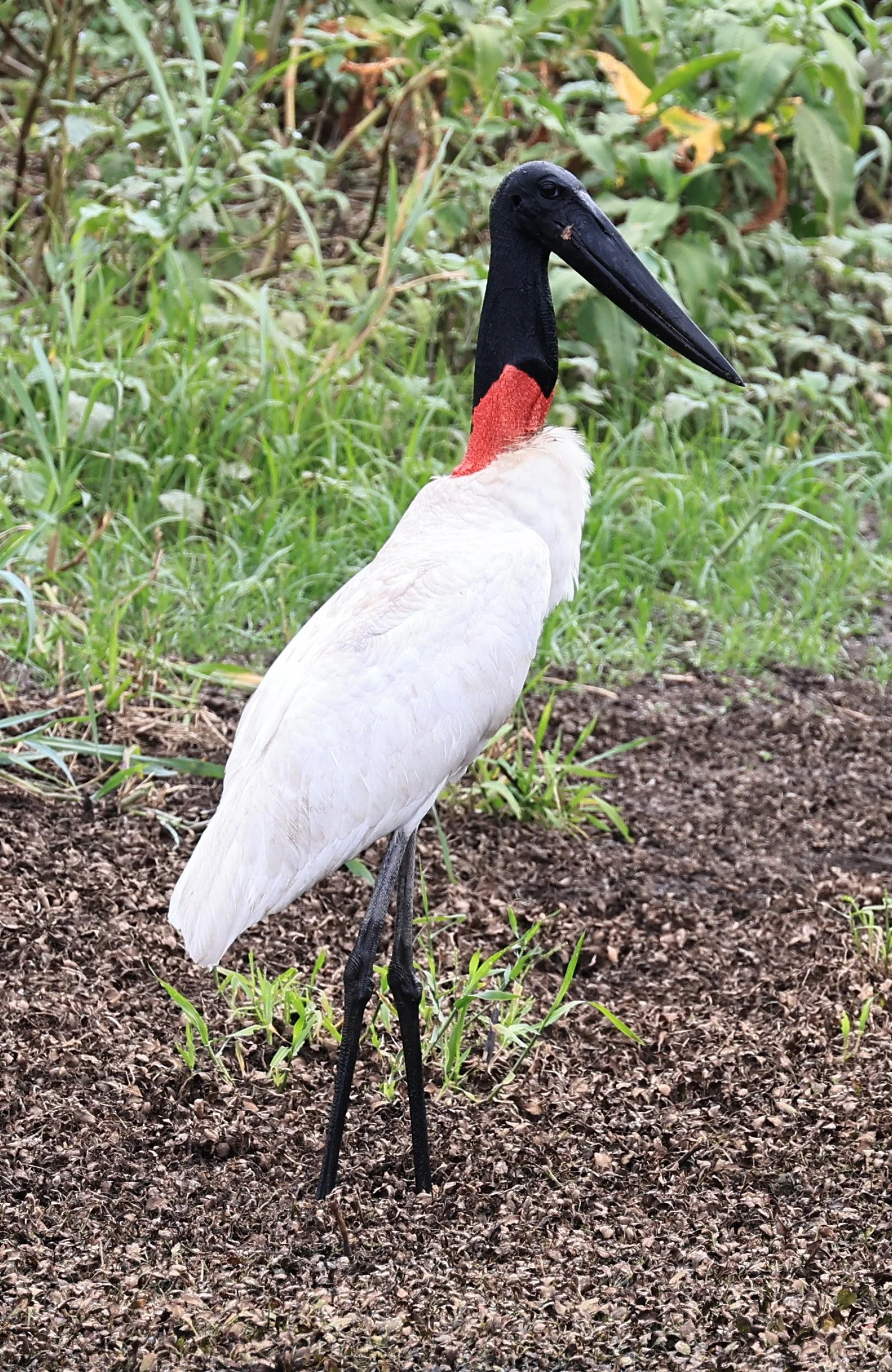 Jabiru (Jabiru mycteria) Agua Dulce Paraguay (1).jpg