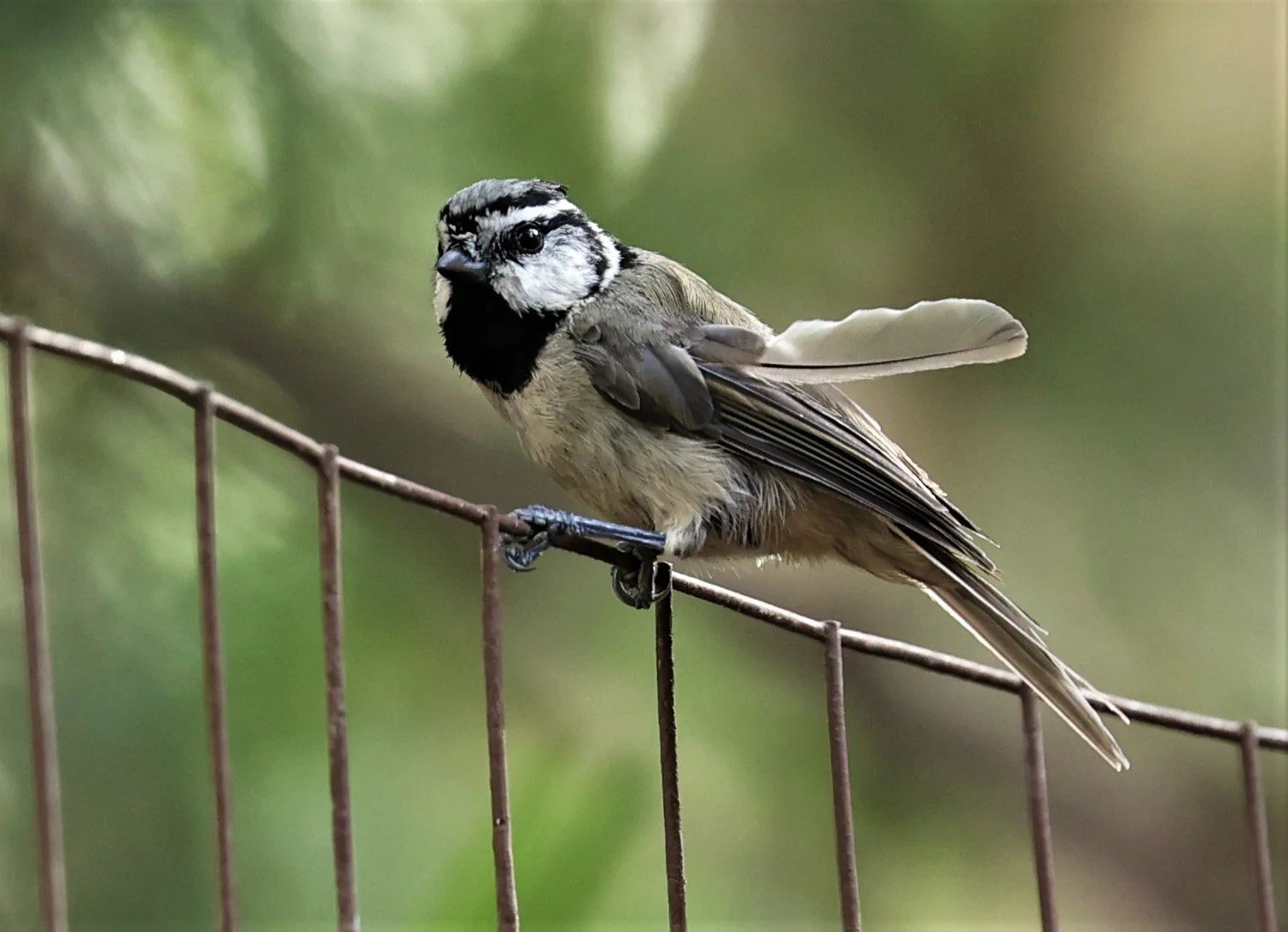 Bridled Titmouse (Baeolophus wollweberi) Cave Creek Arizona (9).jpg