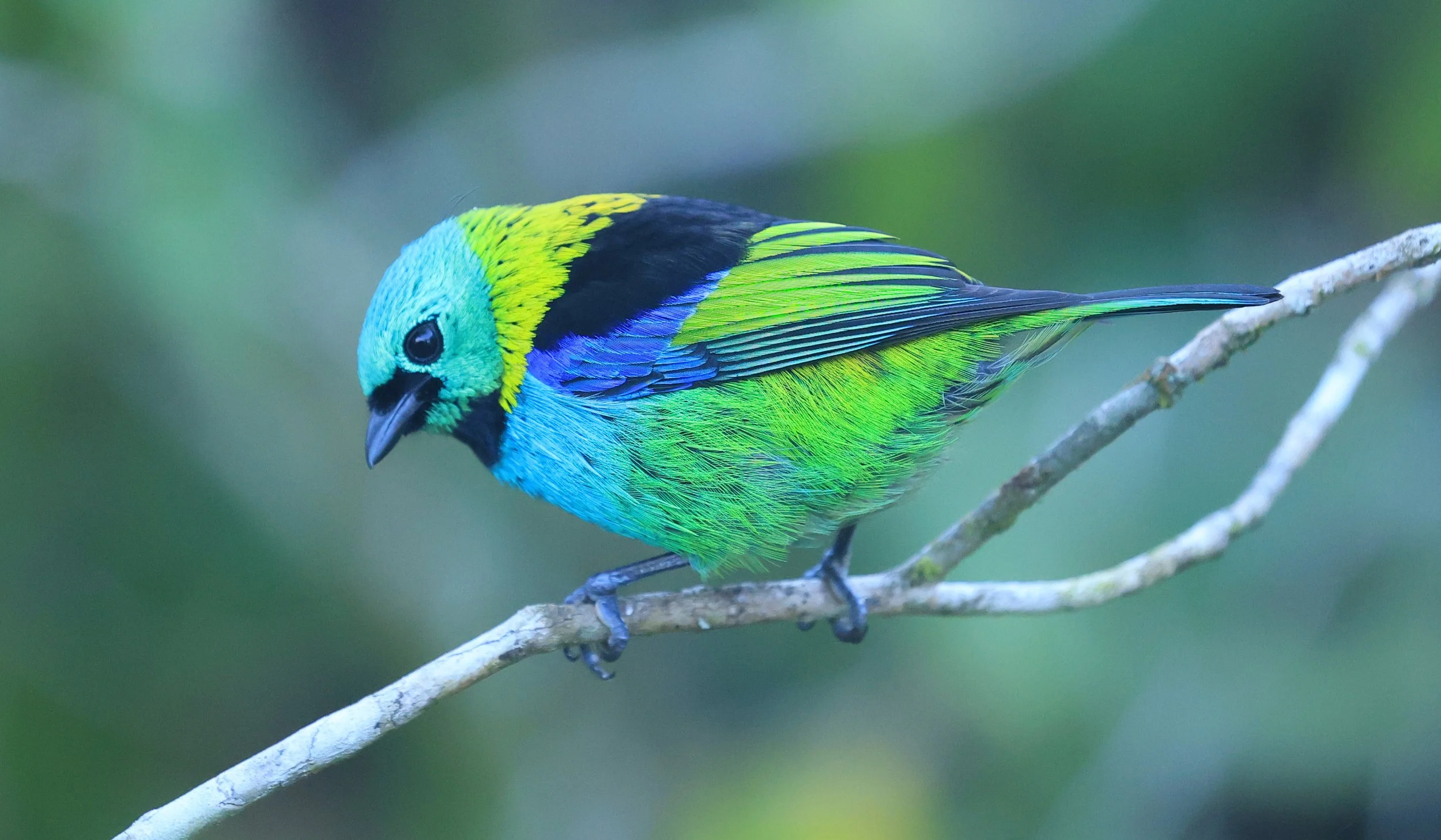 Green-headed Tanager (Tangara seledon)  Superagui National Park, Brazil (201).jpg