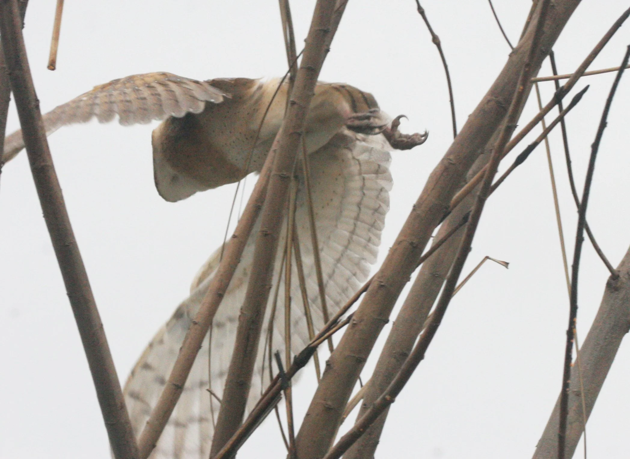 Tyto alba - BARN OWL - BUENG BORAPHET THAILAND (14).JPG