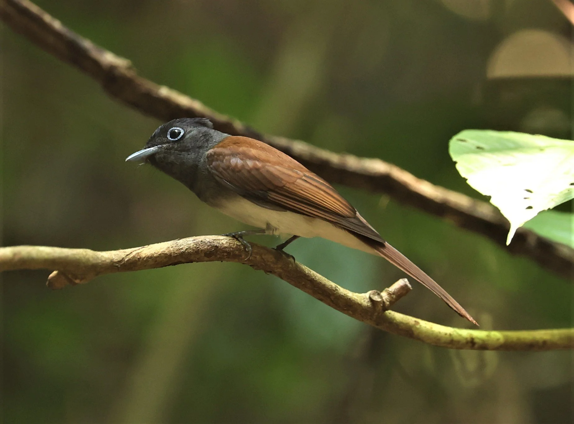 PARADISE-FLYCATCHER - JAPANESE PARADISE-FLYCATCHER - Terpsiphone atrocaudata - KRUNG CHING, KHAO LUANG NP NST, APRIL 2022 (1).jpg