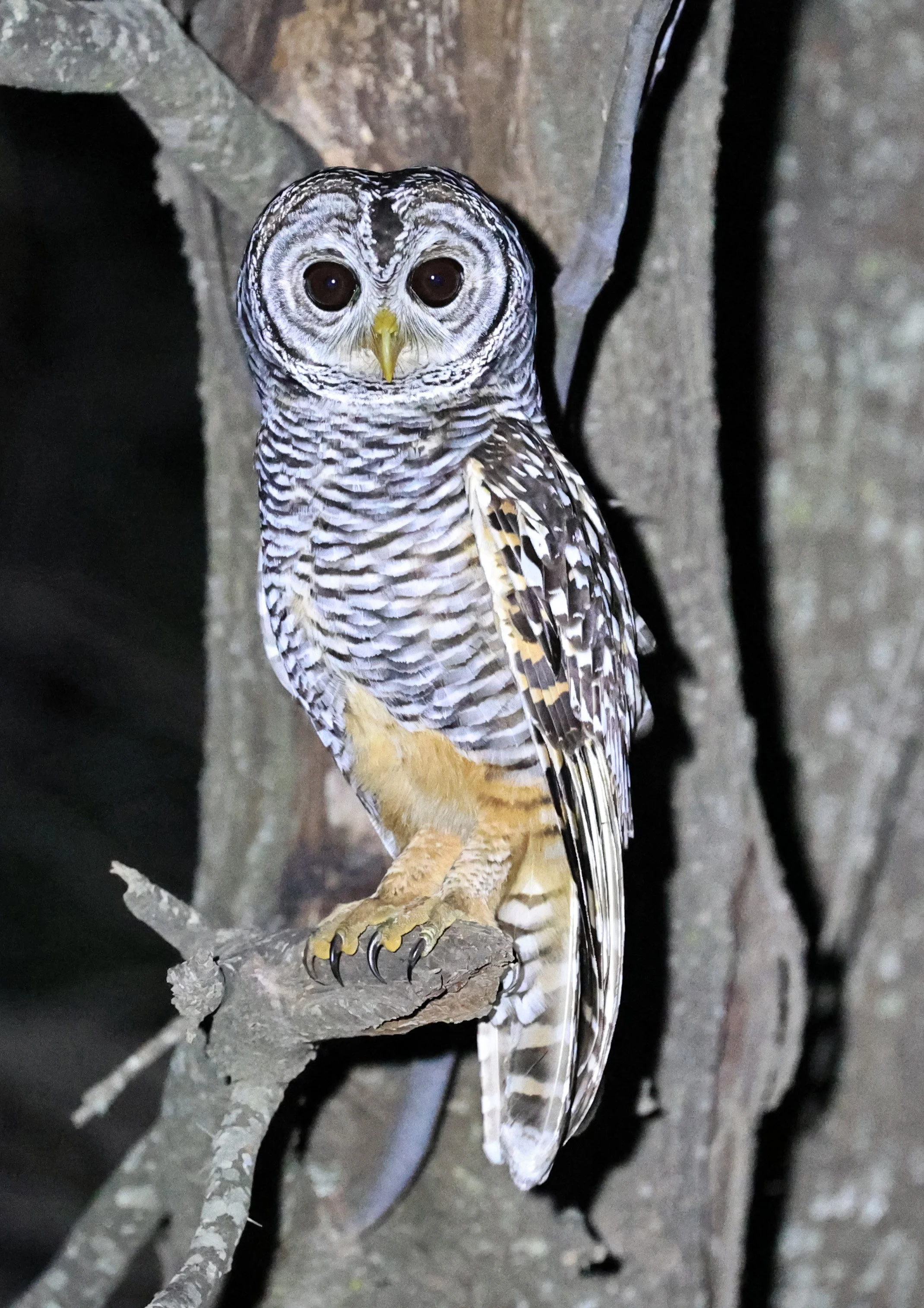 Chaco Owl (Strix chacoensis) Estancia Campo'í Paraguay (42).jpg