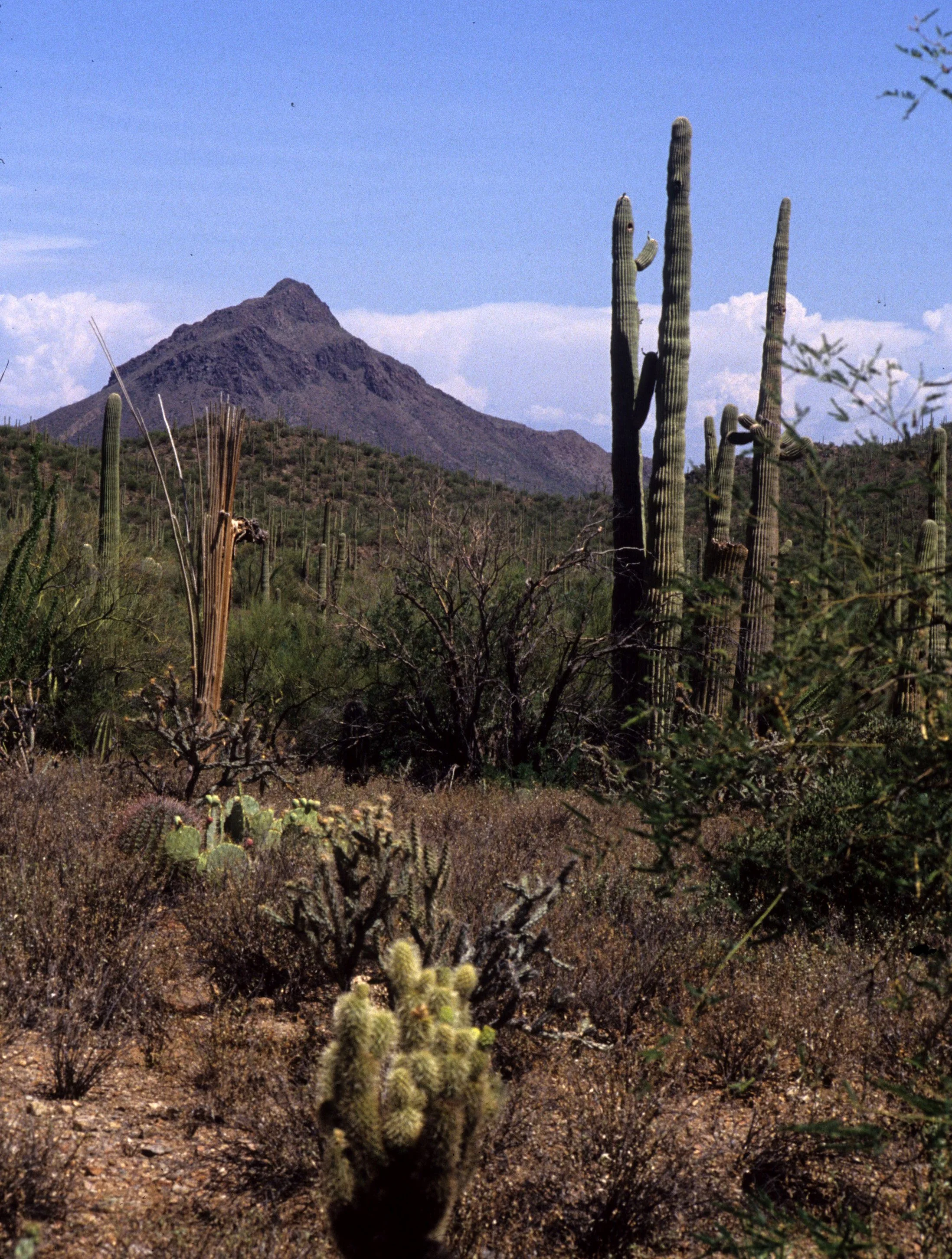 ARIZONA - SUGUARO NM - CEREUS GIGANTEUS - SAGUARO CACTUS (2).jpg