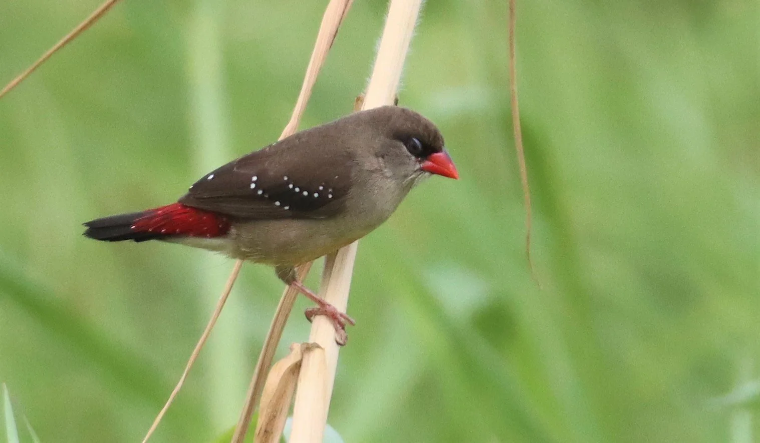 RED AVADAVAT - Amandava amandava - LAT KRABANG WETLANDS THAP YAO (67).jpg