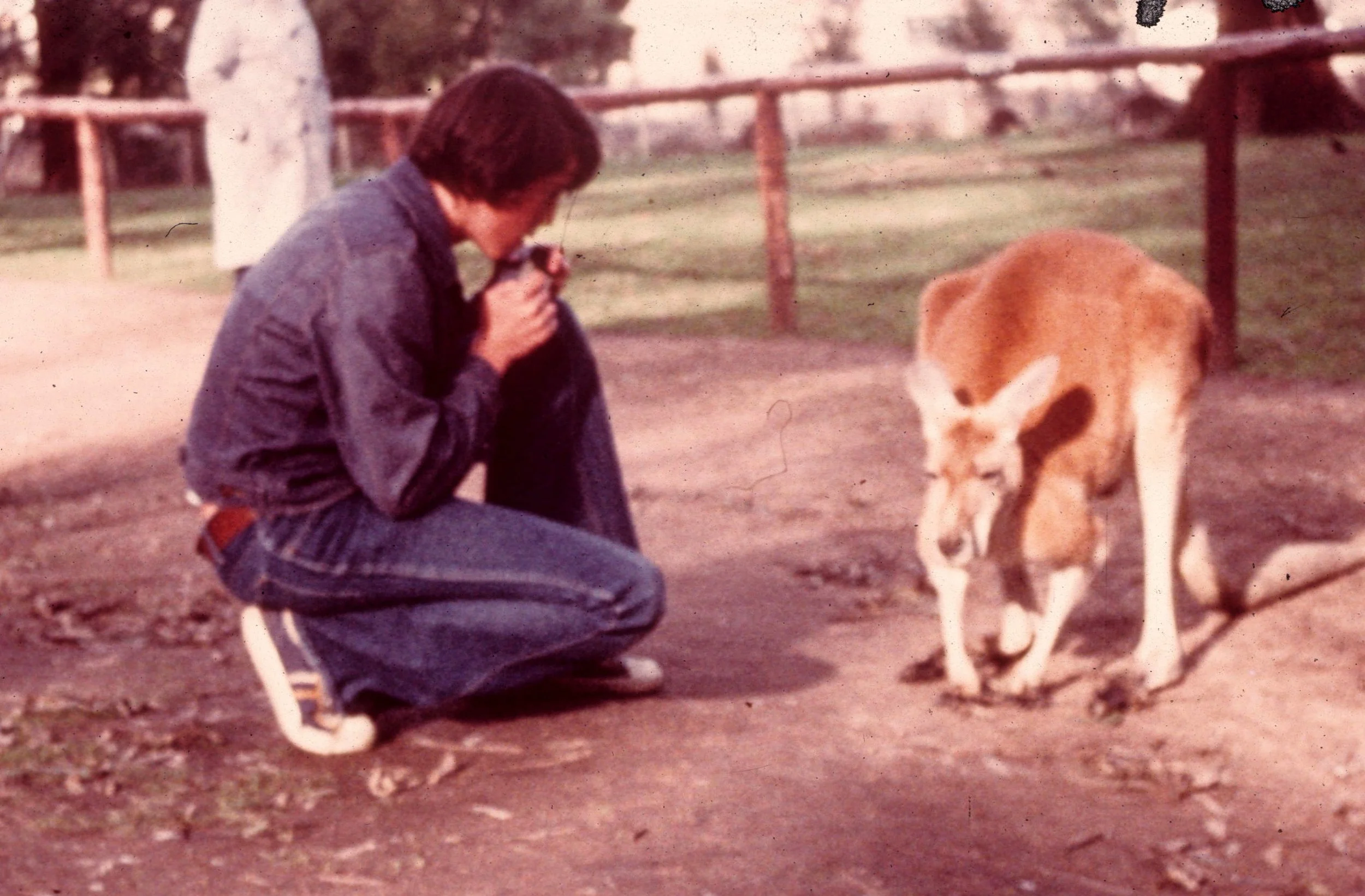 1976 - SUMMER TRIP - AUSTRALIA - MELBOURNE KANGAROO.jpg