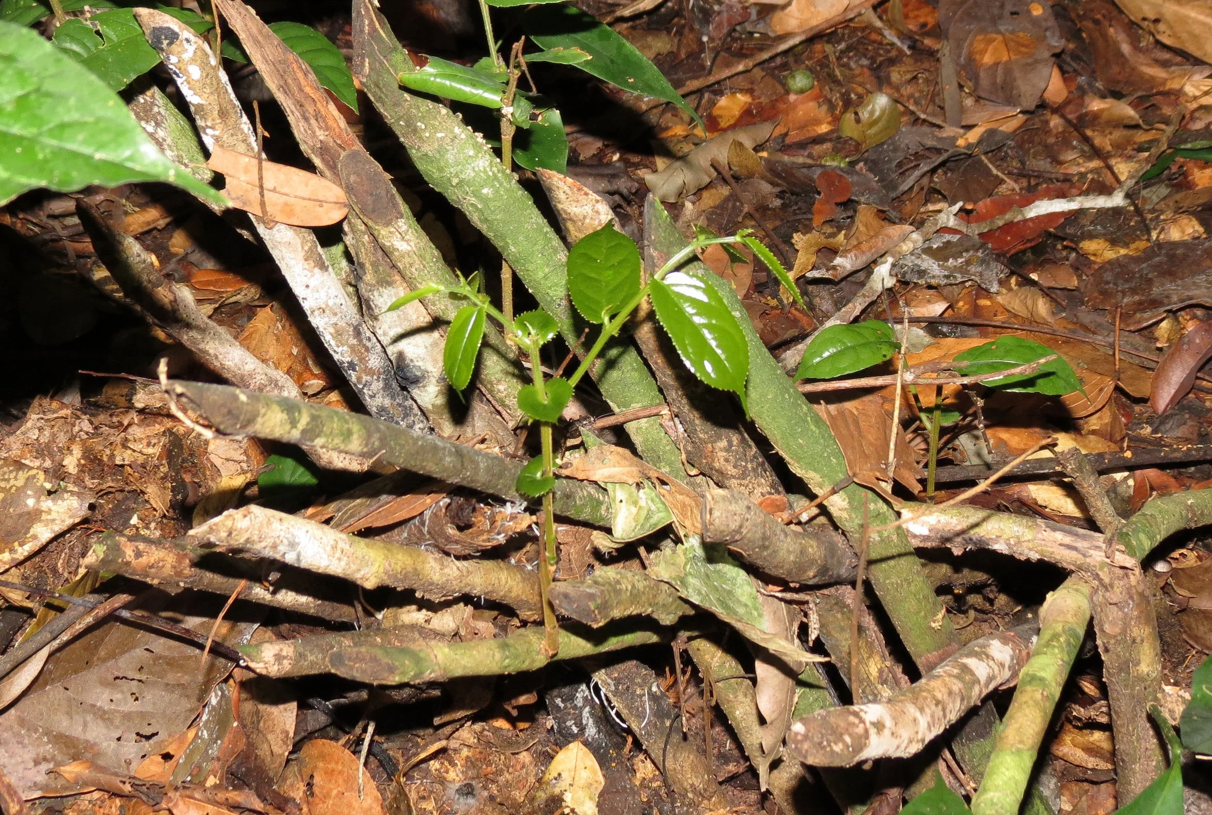 SANGHA RESERVE - BA'AKA HUNT - CENTRAL AFRICAN REPUBLIC (52).JPG