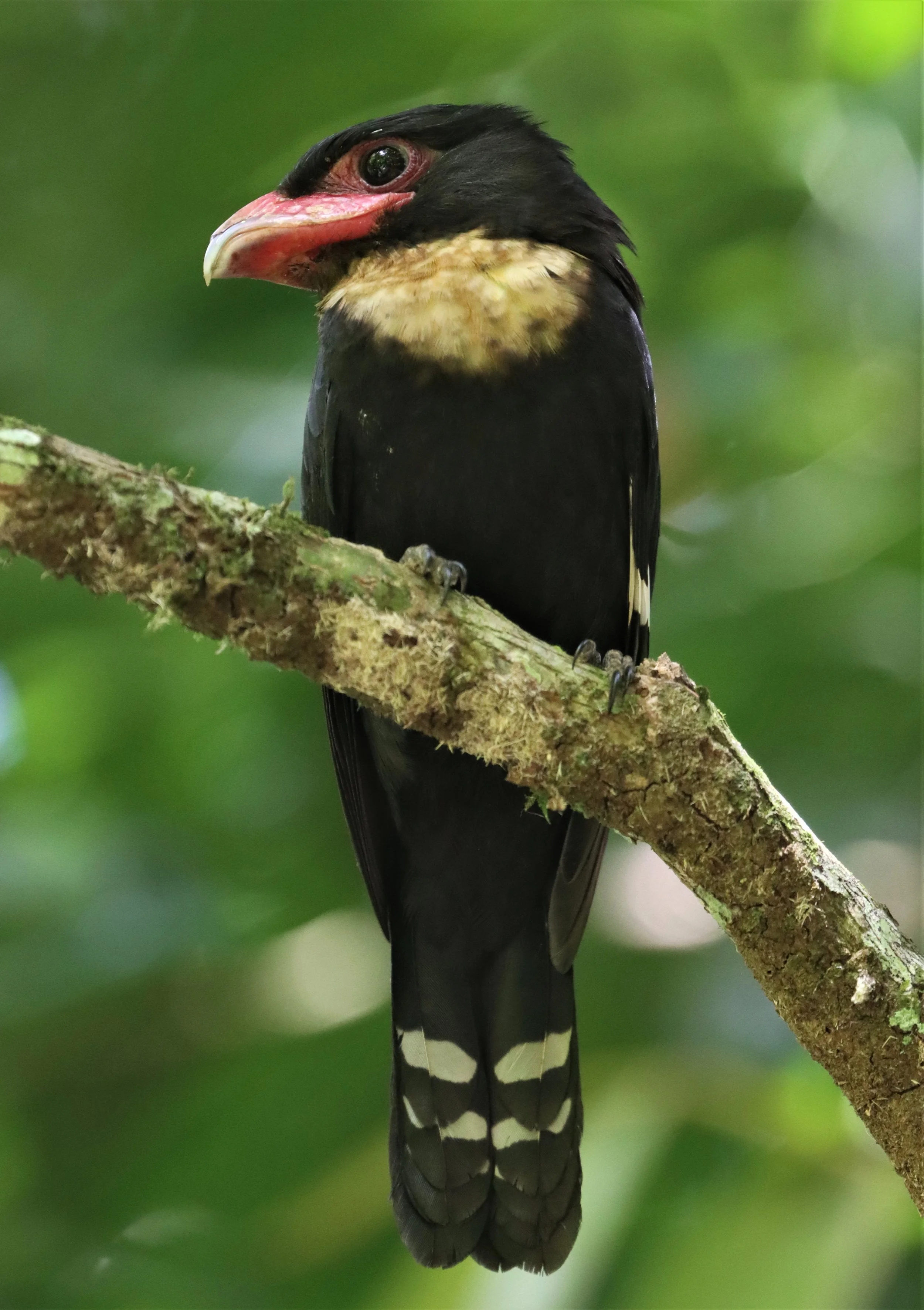 Dusky Broadbill (Corydon sumatranus)