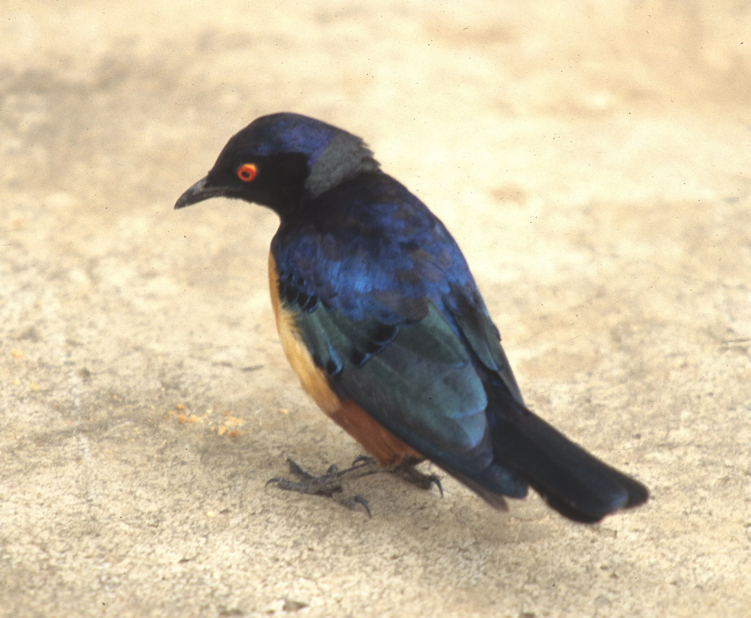 BIRDS - STARLING - HILDEBRANDTS - UGANDA.jpg