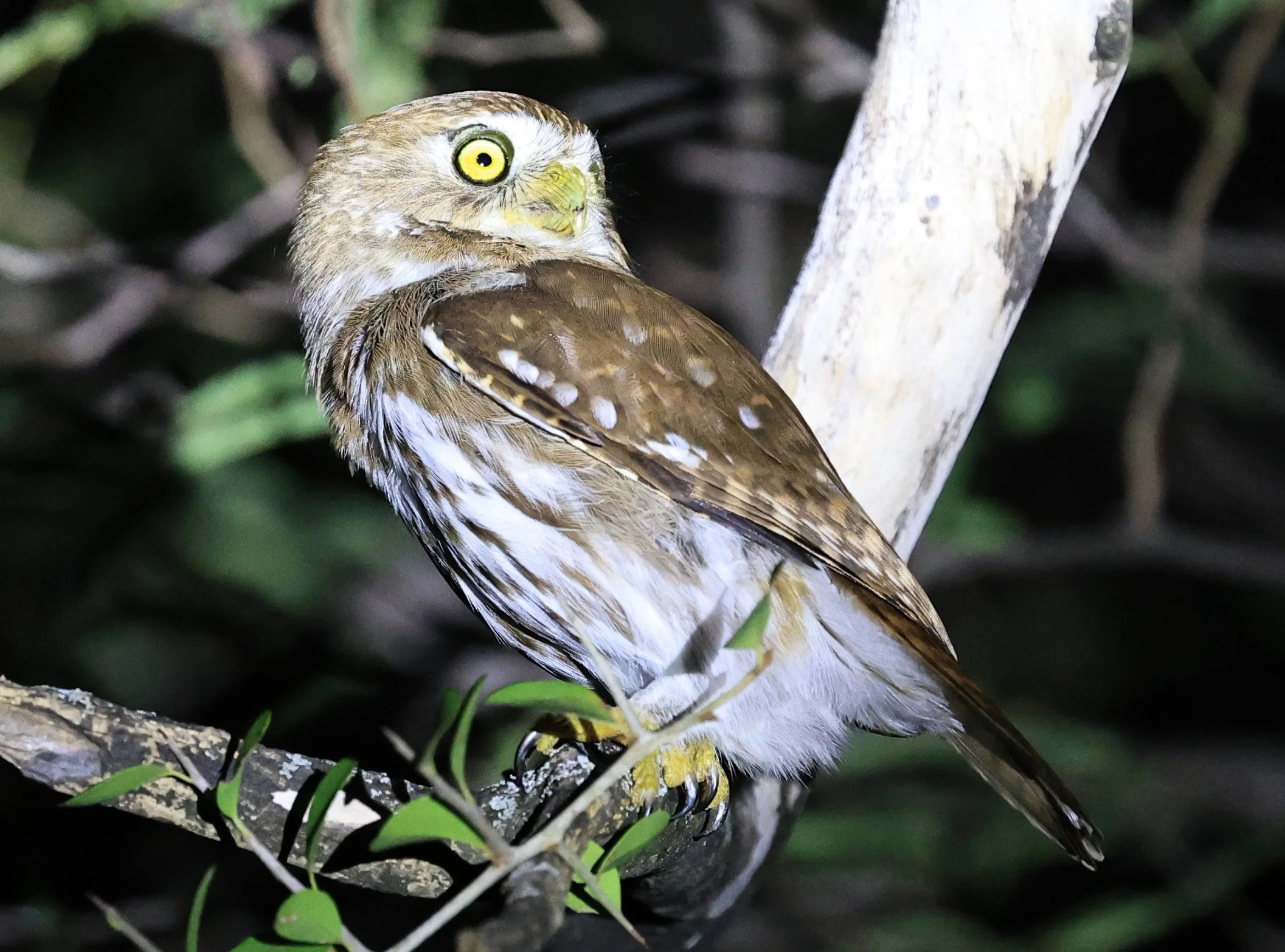 Ferruginous Pygmy-Owl (Glaucidium brasilianum) Reserva Nueland  Selva Serena (43).jpg
