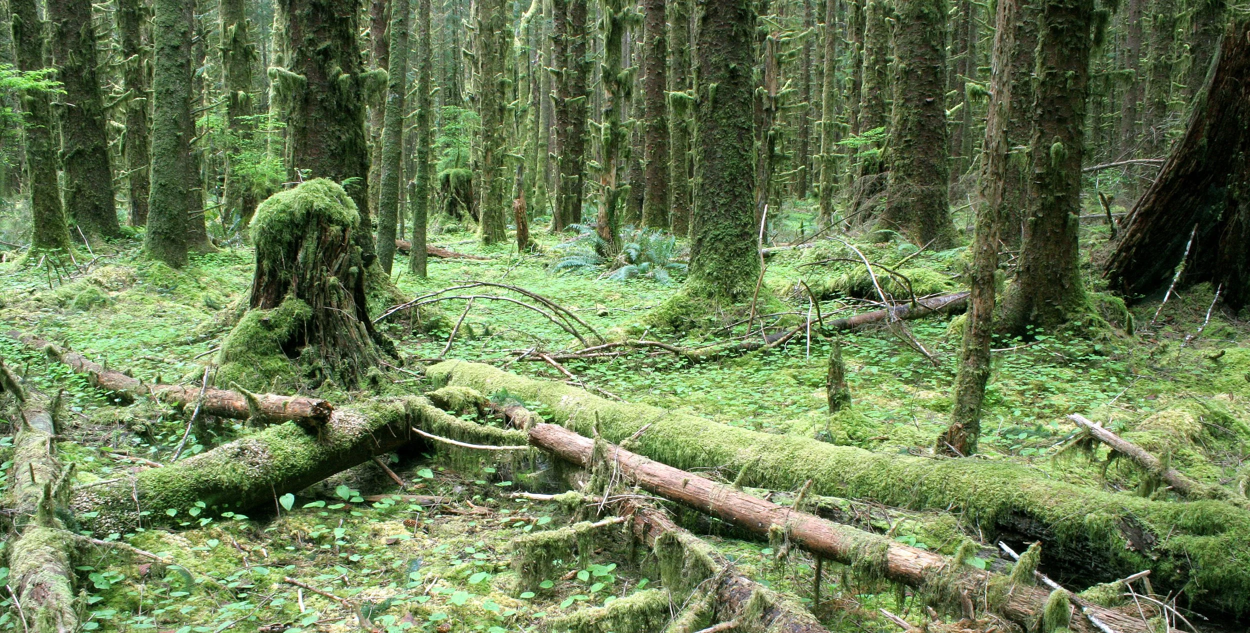 HOH RIVER VALLEY - HALL OF MOSSES (15).JPG