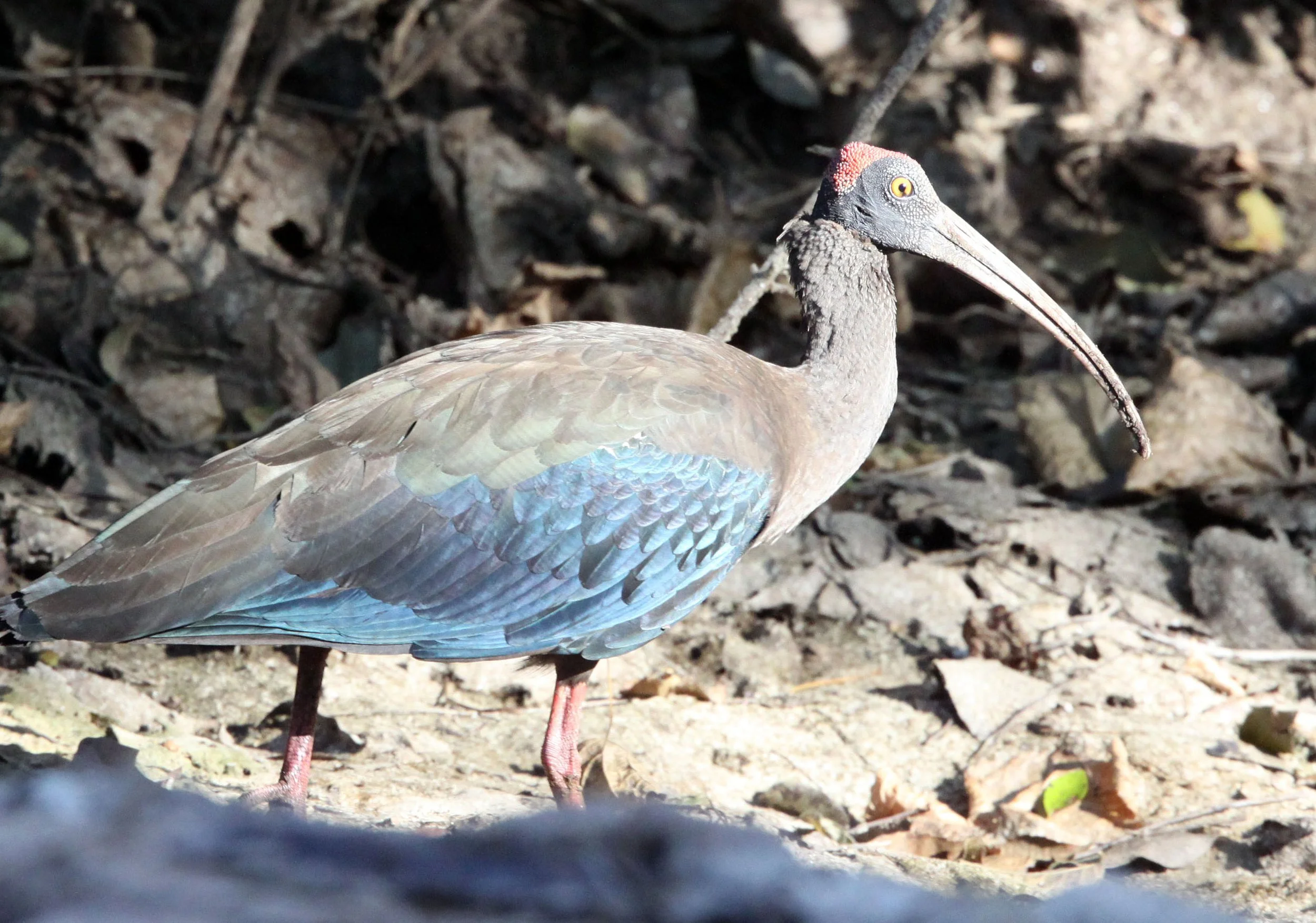 IBIS - BLACK IBIS - Pseudibis papillosa - LITTLE RANN OF KUTCH GUJARAT INDIA (4).JPG