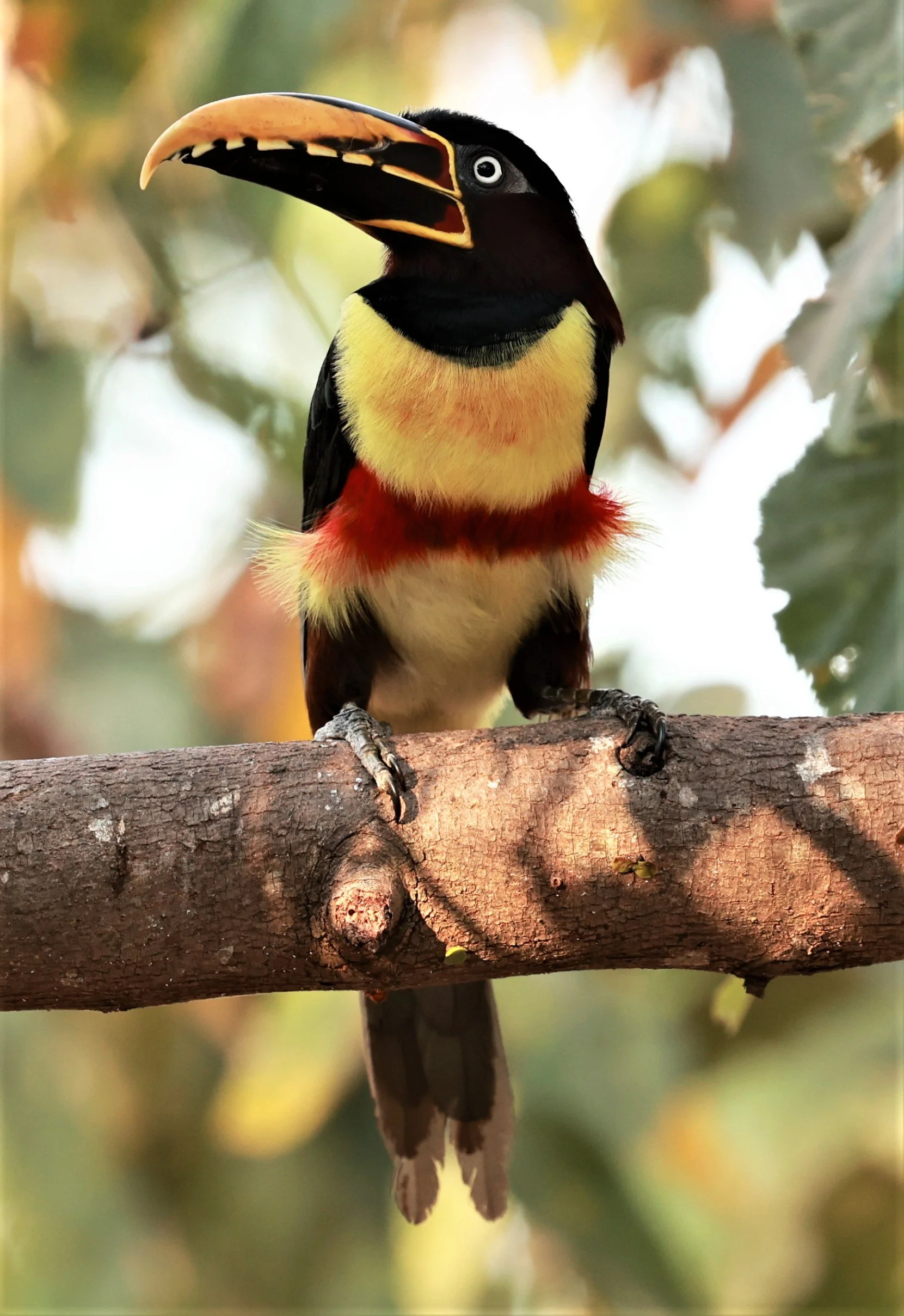 Aracari - Chestnut-eared Aracari - Pteroglossus castanotis - Porto Alegre Lodge, Pantanal (12).JPG