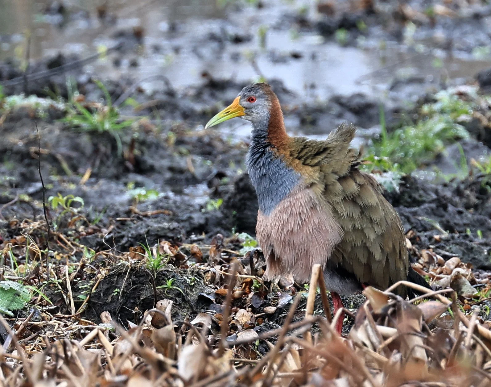 Grey-cowled Wood Rail (Aramides cajaneus) Reserva Natural Ceibas, Entre Rios, Argentina (8).jpg