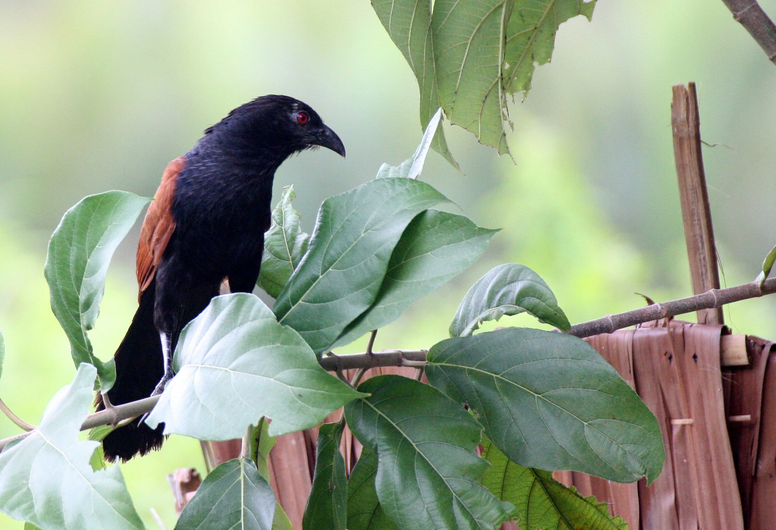 Greater Coucal (Centropus sinensis) Koh Lanta Krabi Province Thailand (2).JPG
