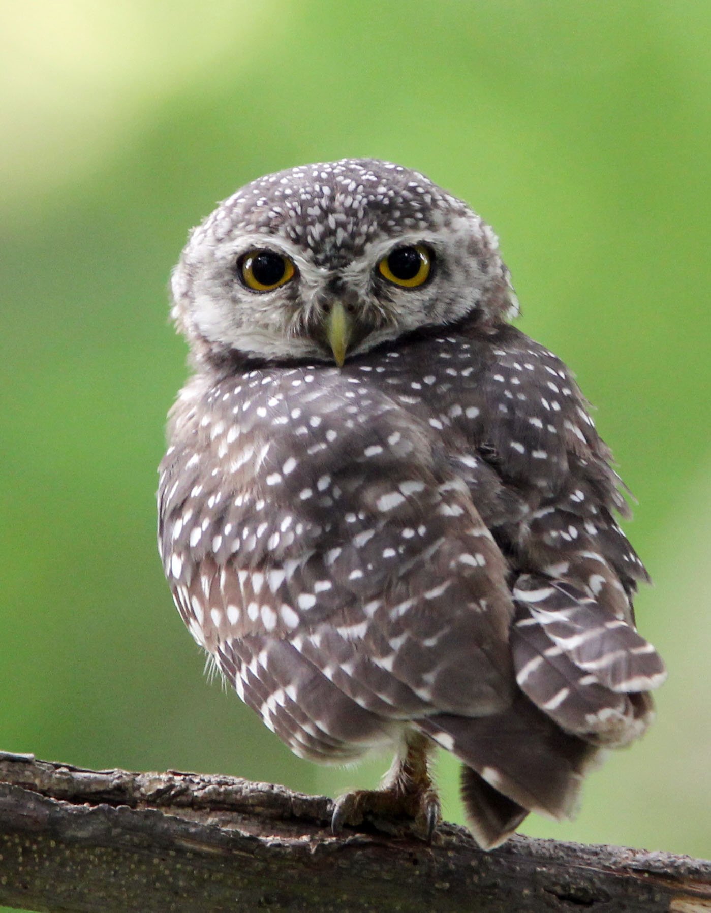 Athene brama - SPOTTED OWLET - AYUTTHAYA THAILAND (13).JPG